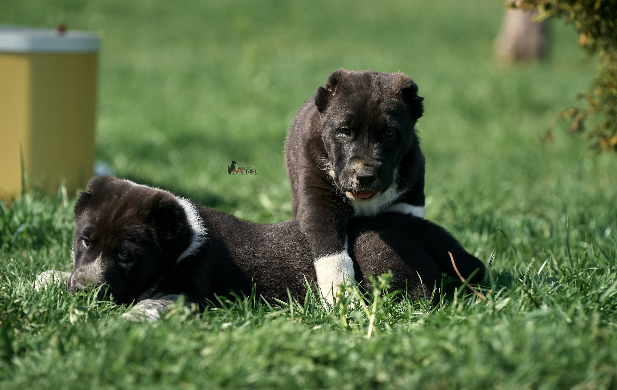 Среднеазиаты — щенки и взрослые