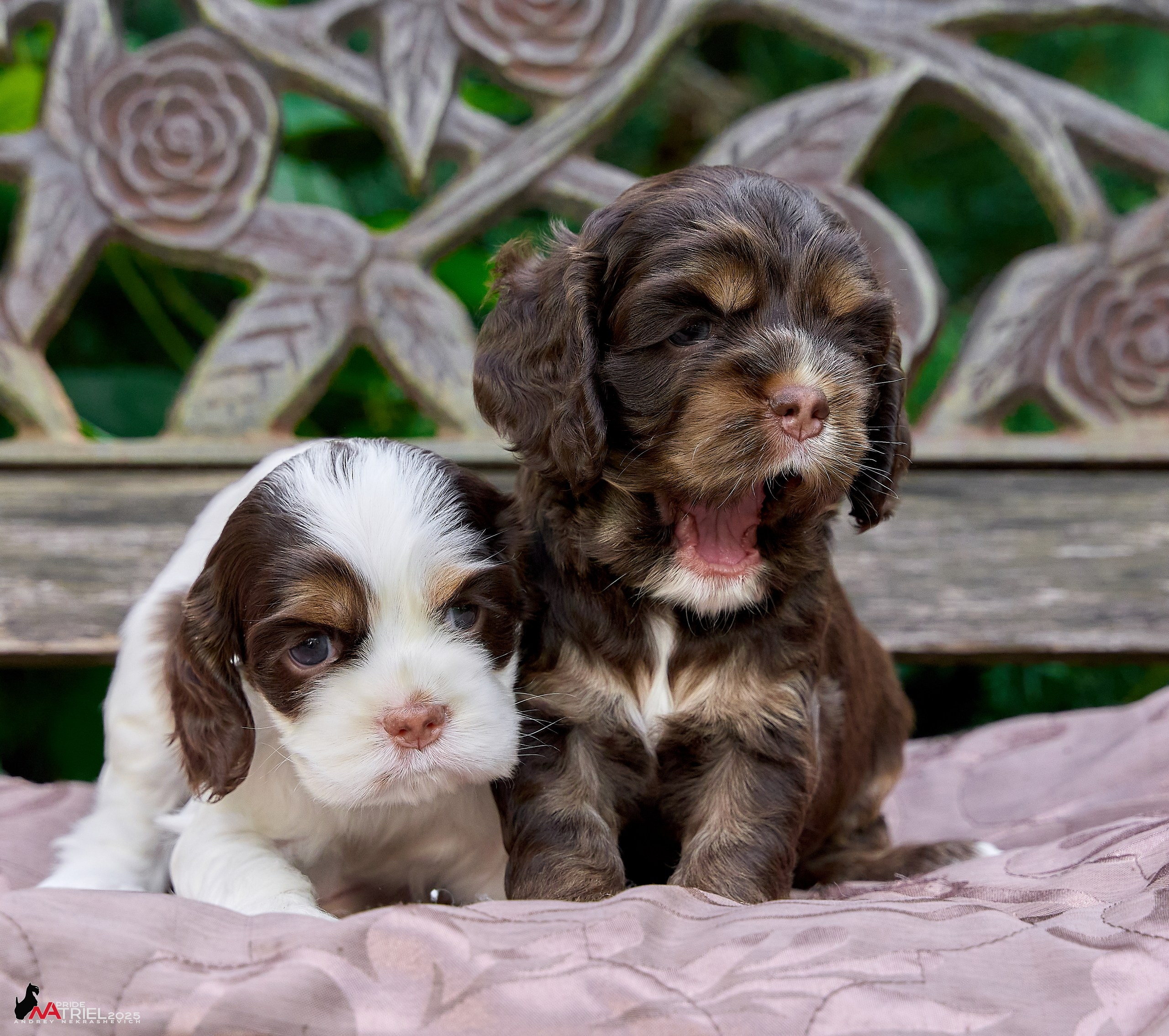 Щенки АмКокеров