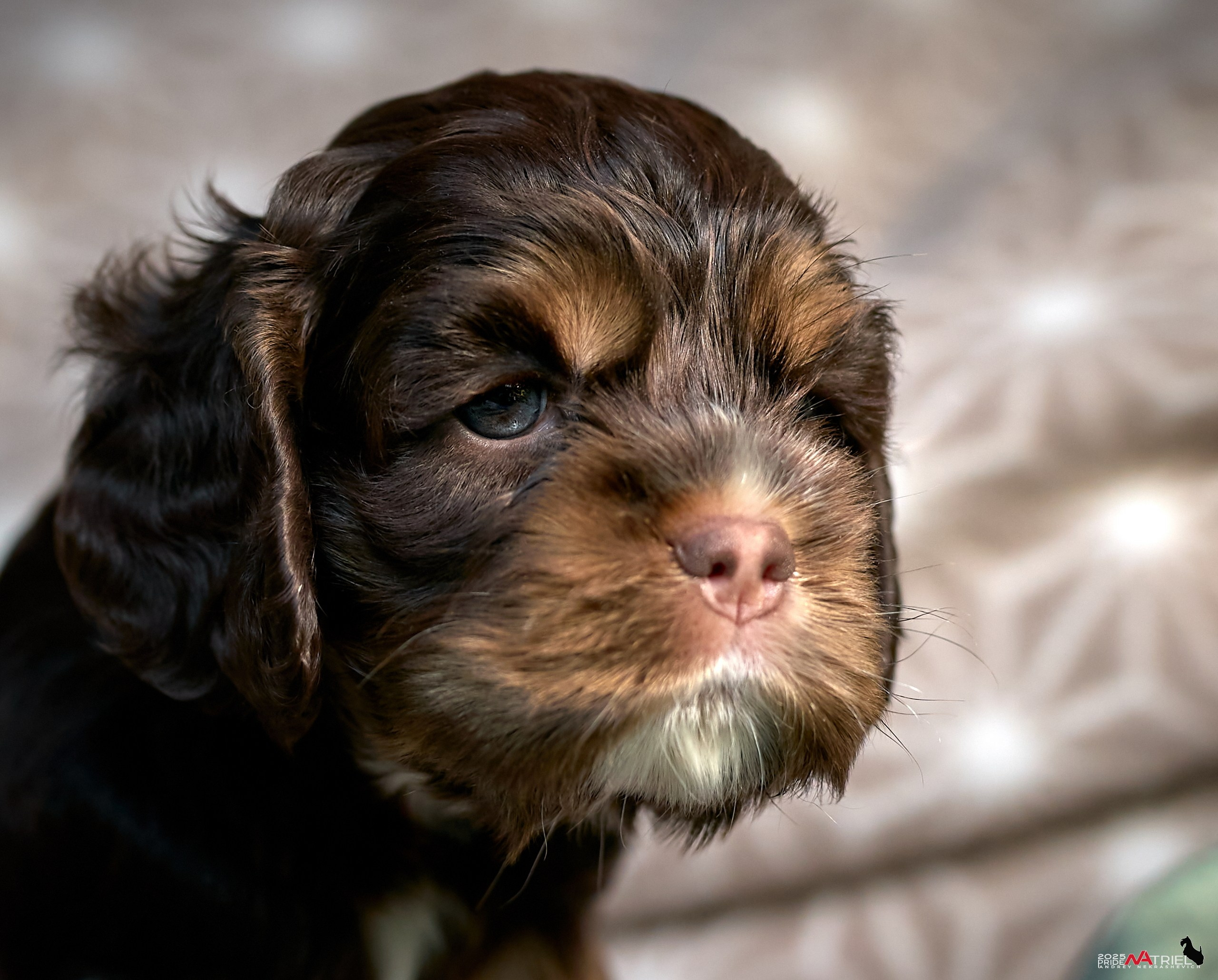 Щенки АмКокеров