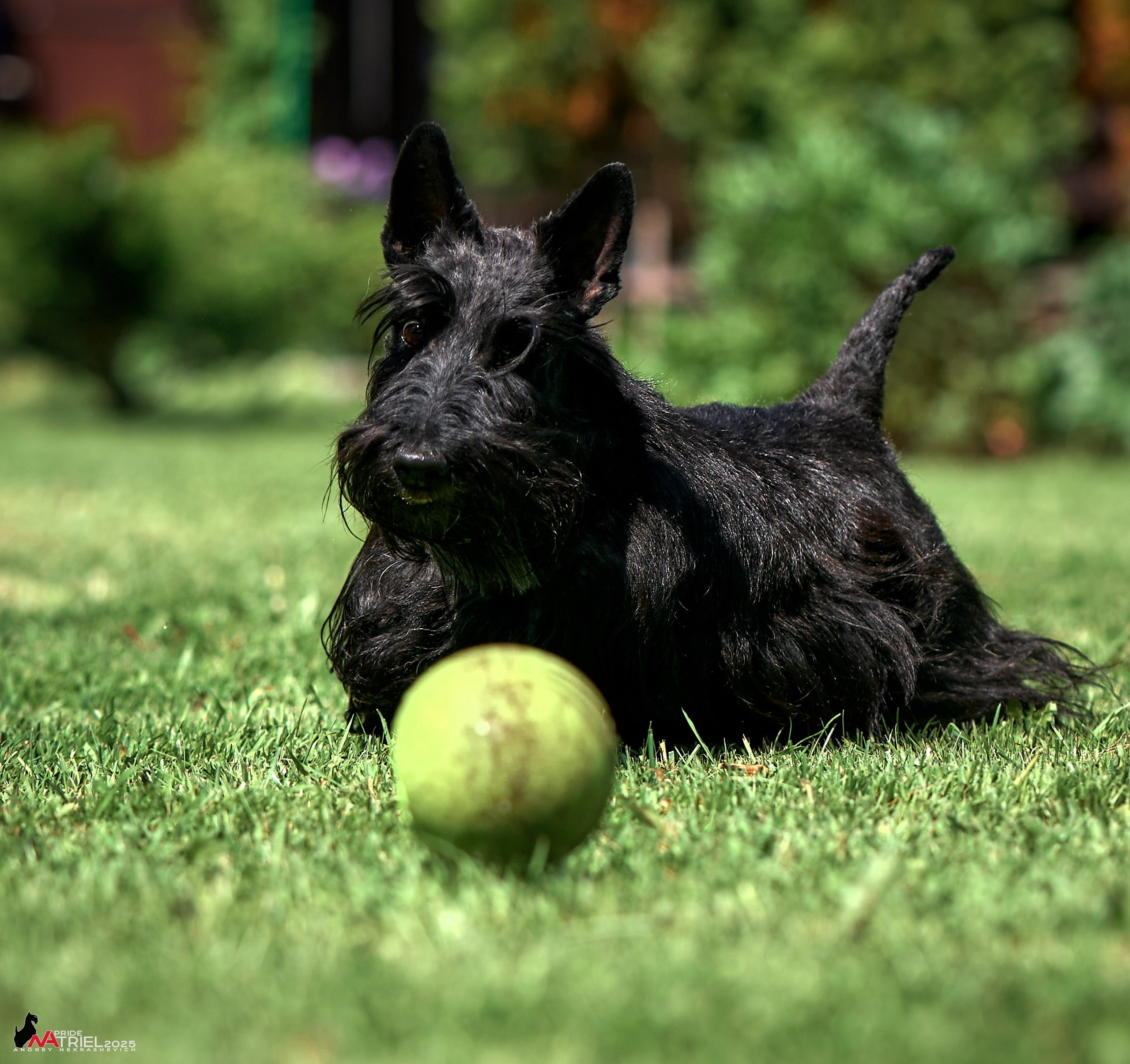Алабаи и скотч-терьеры в питомнике у Ольги