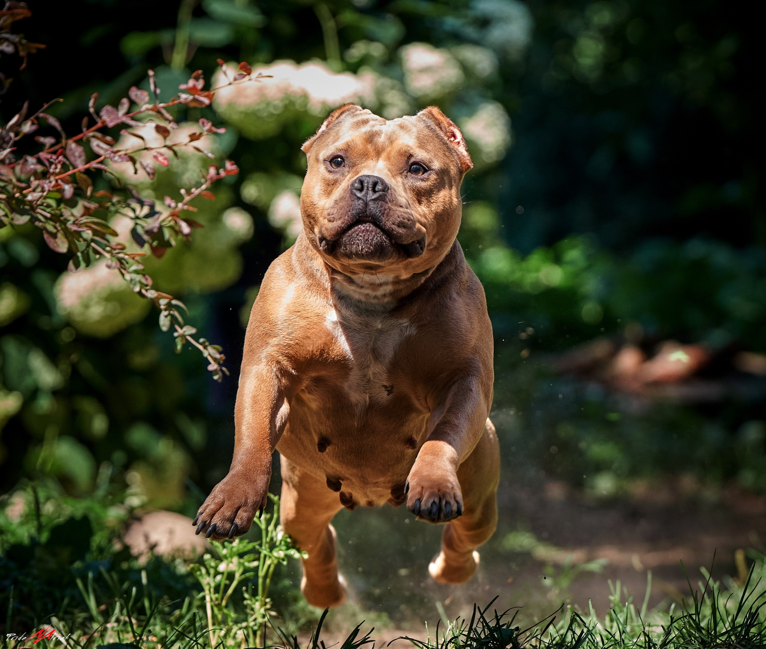 Прогулка в движении — галерея NATRIEL