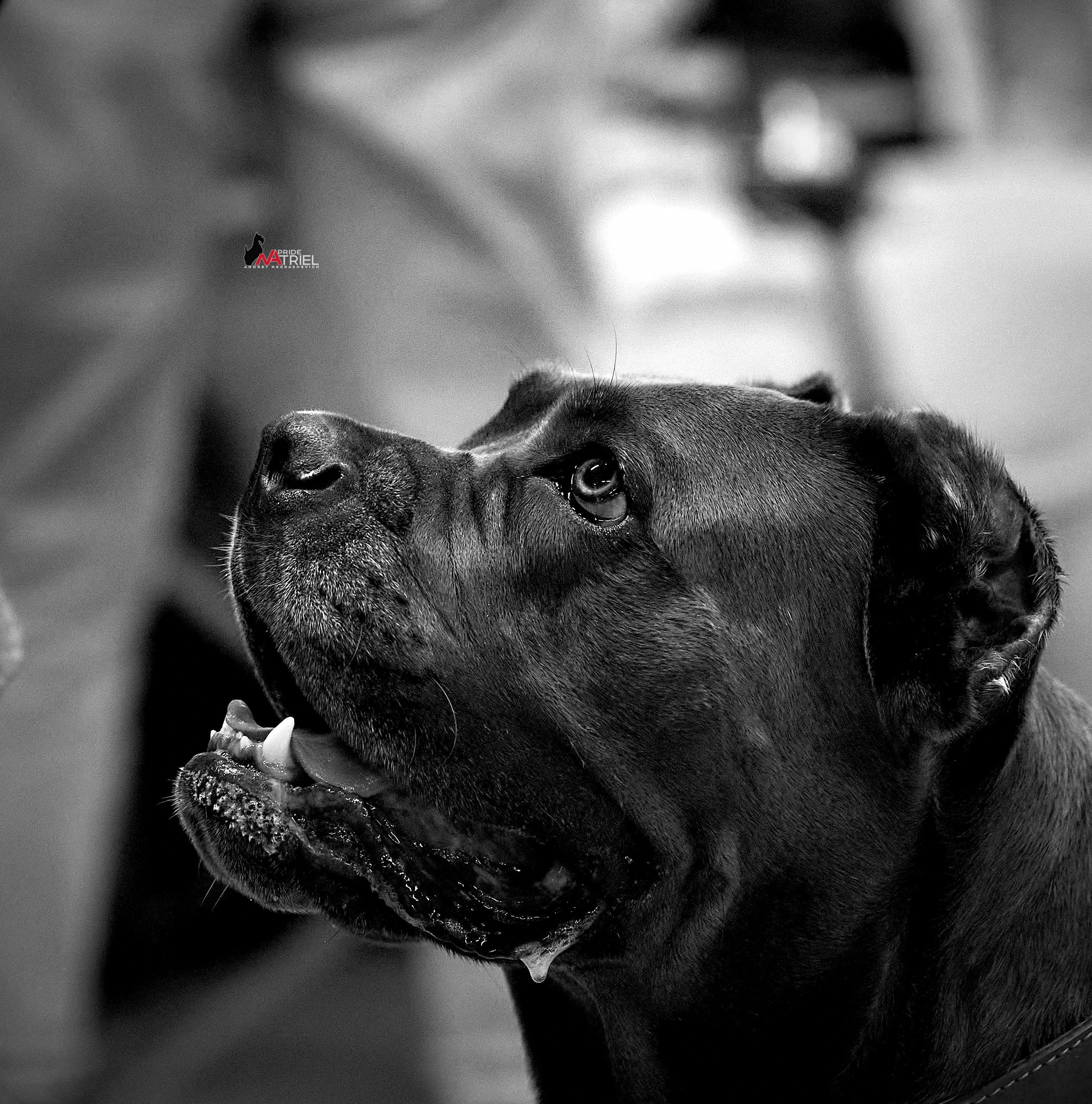 Портреты собак — галерея NATRIEL