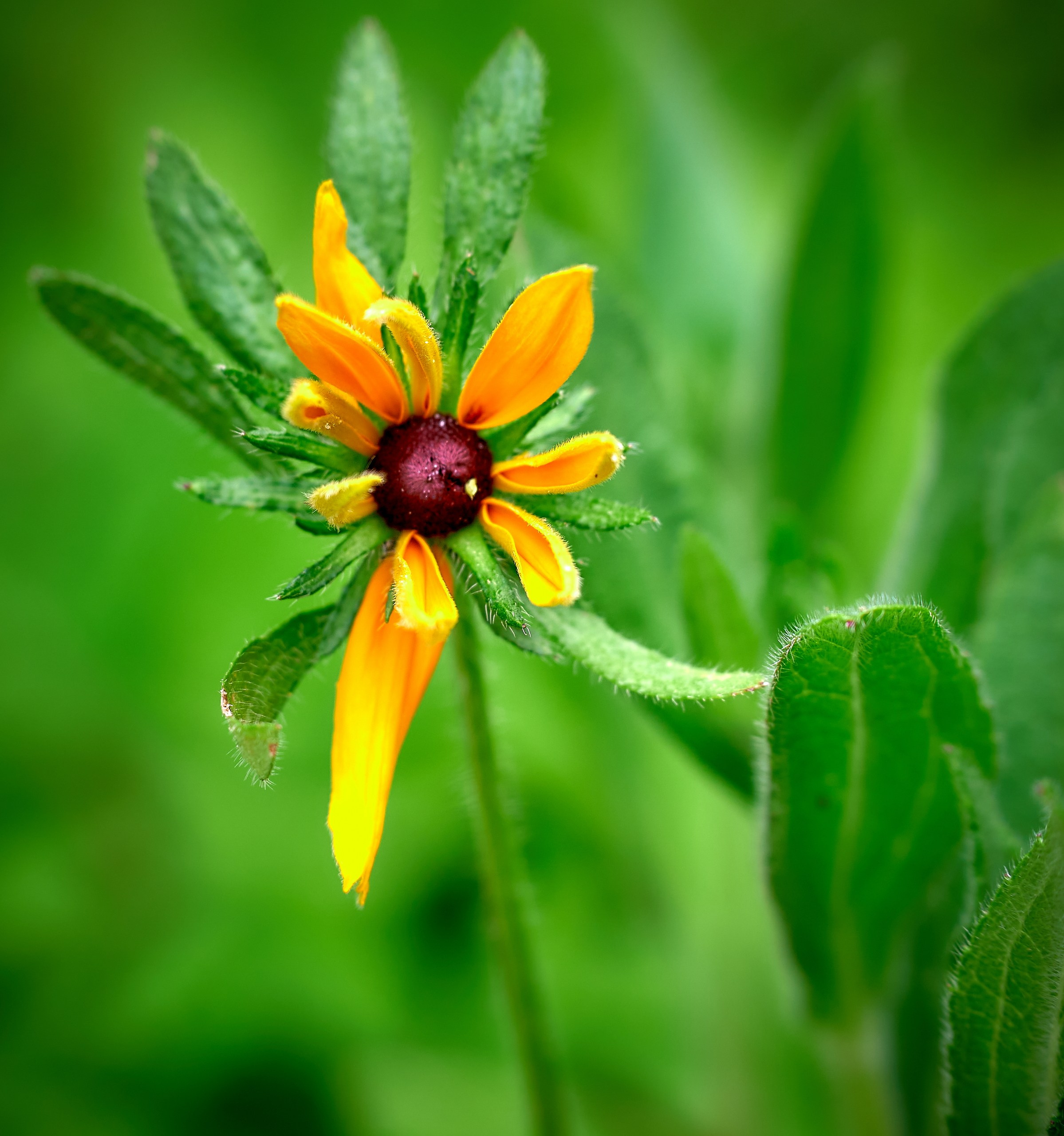 Лютики-цветочки — галерея NATRIEL