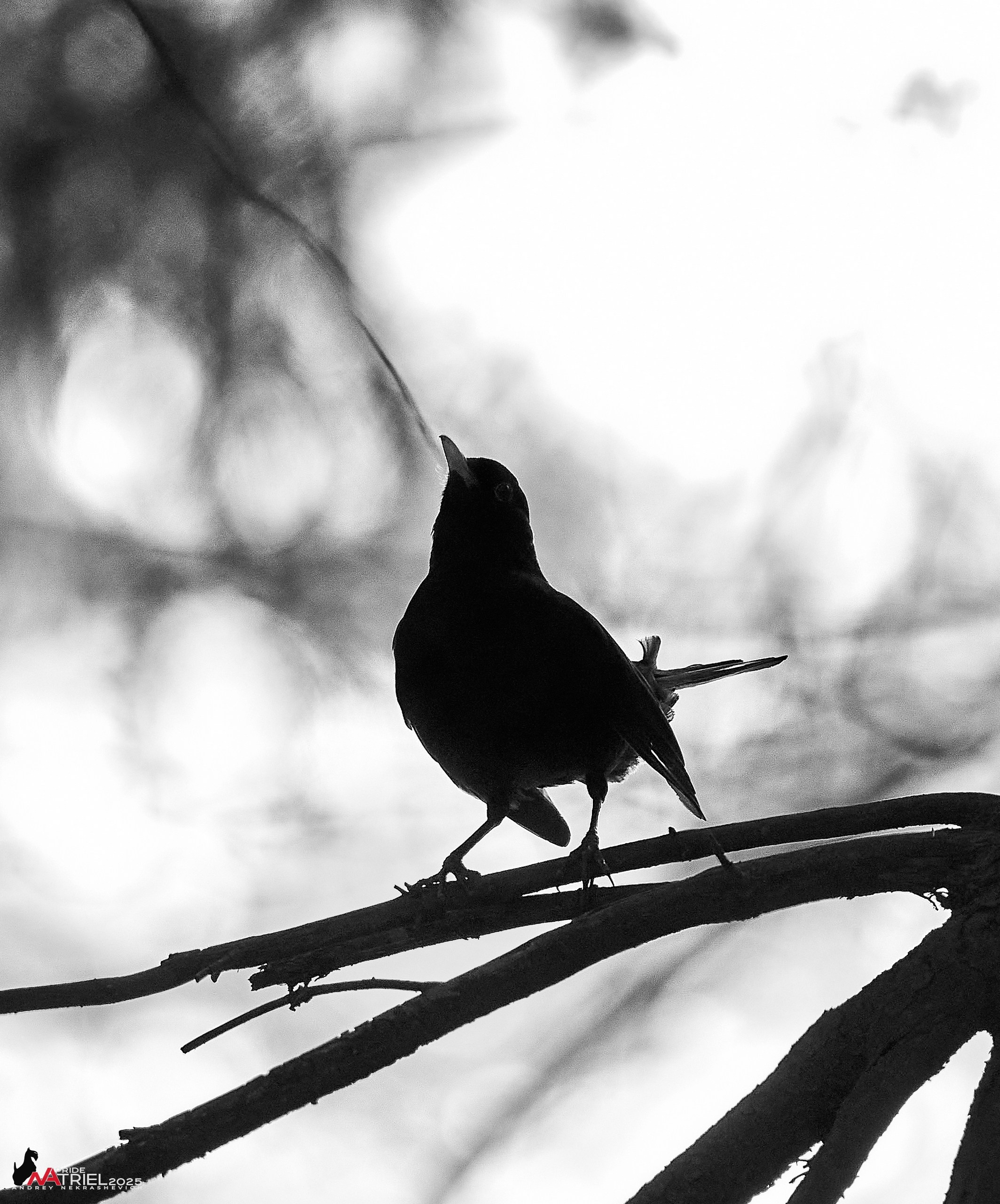 Съемка в майском лесу