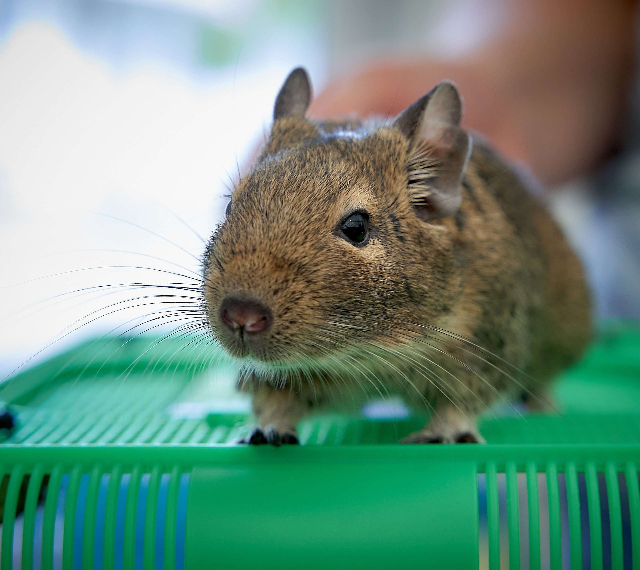 Животные — галерея NATRIEL