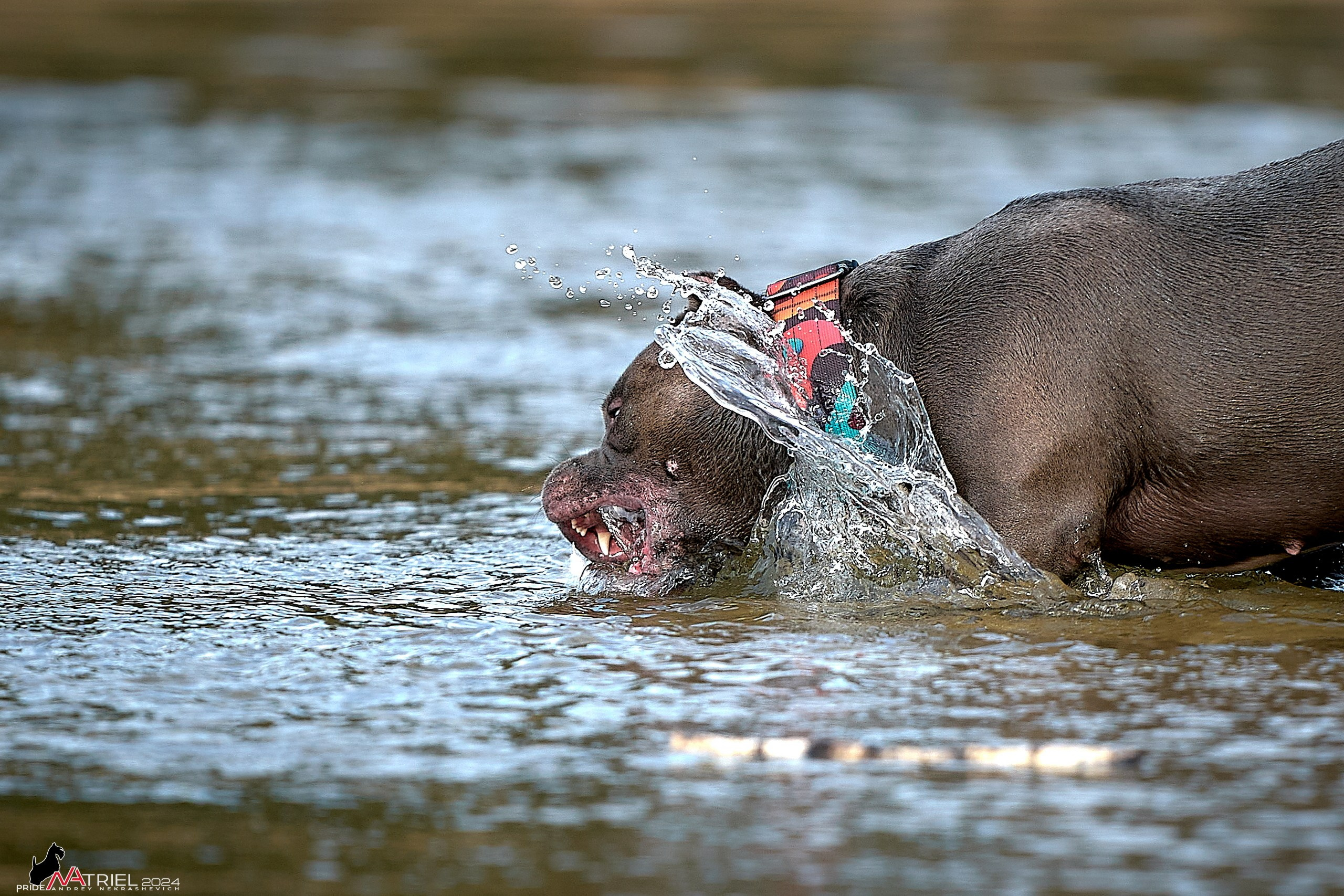 Фотопрогулка с булли