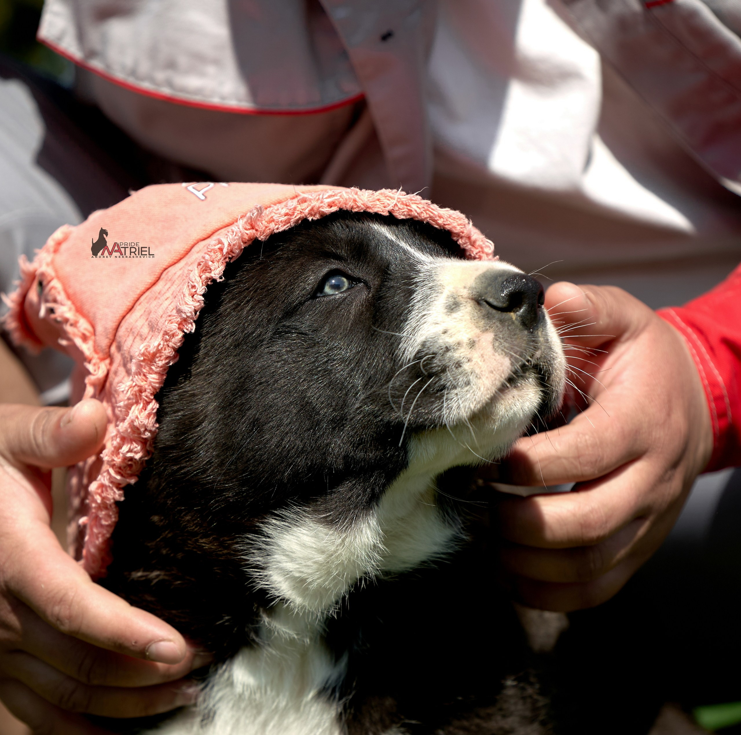 Среднеазиаты — щенки и взрослые