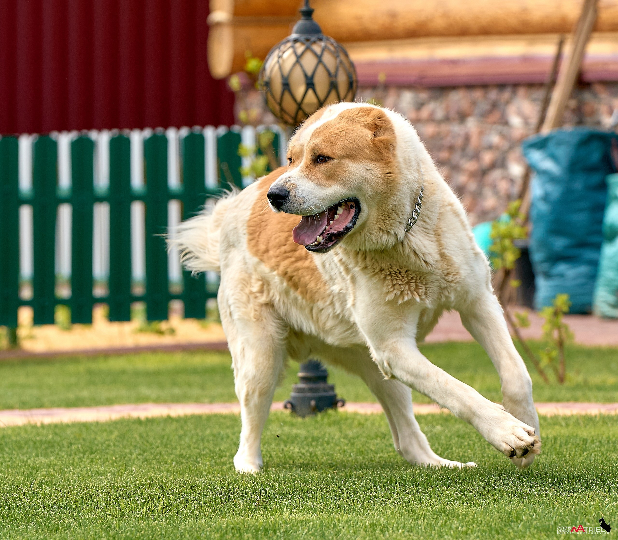 Съемка в питомнике