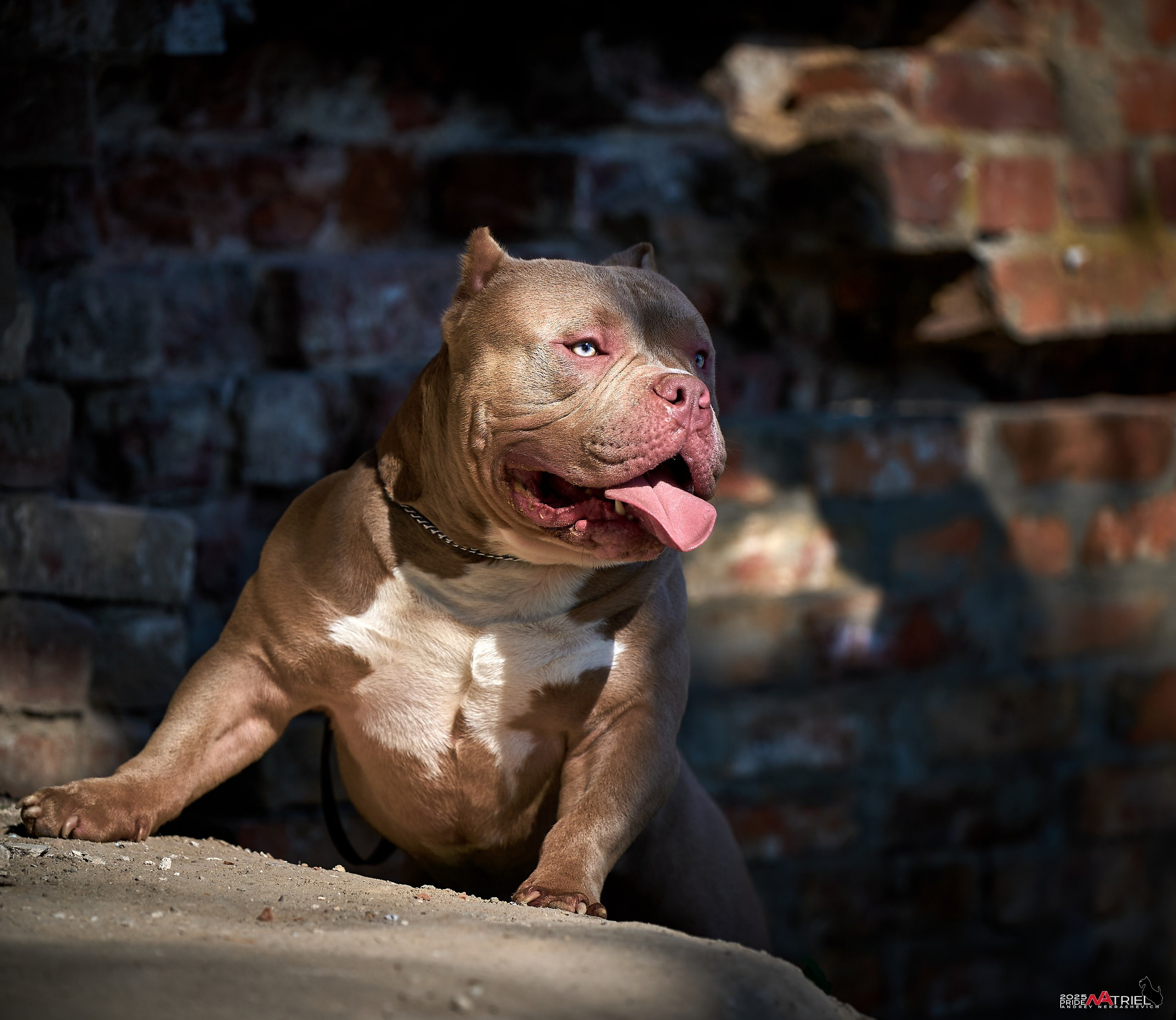 Съемка собак породы булли на природе