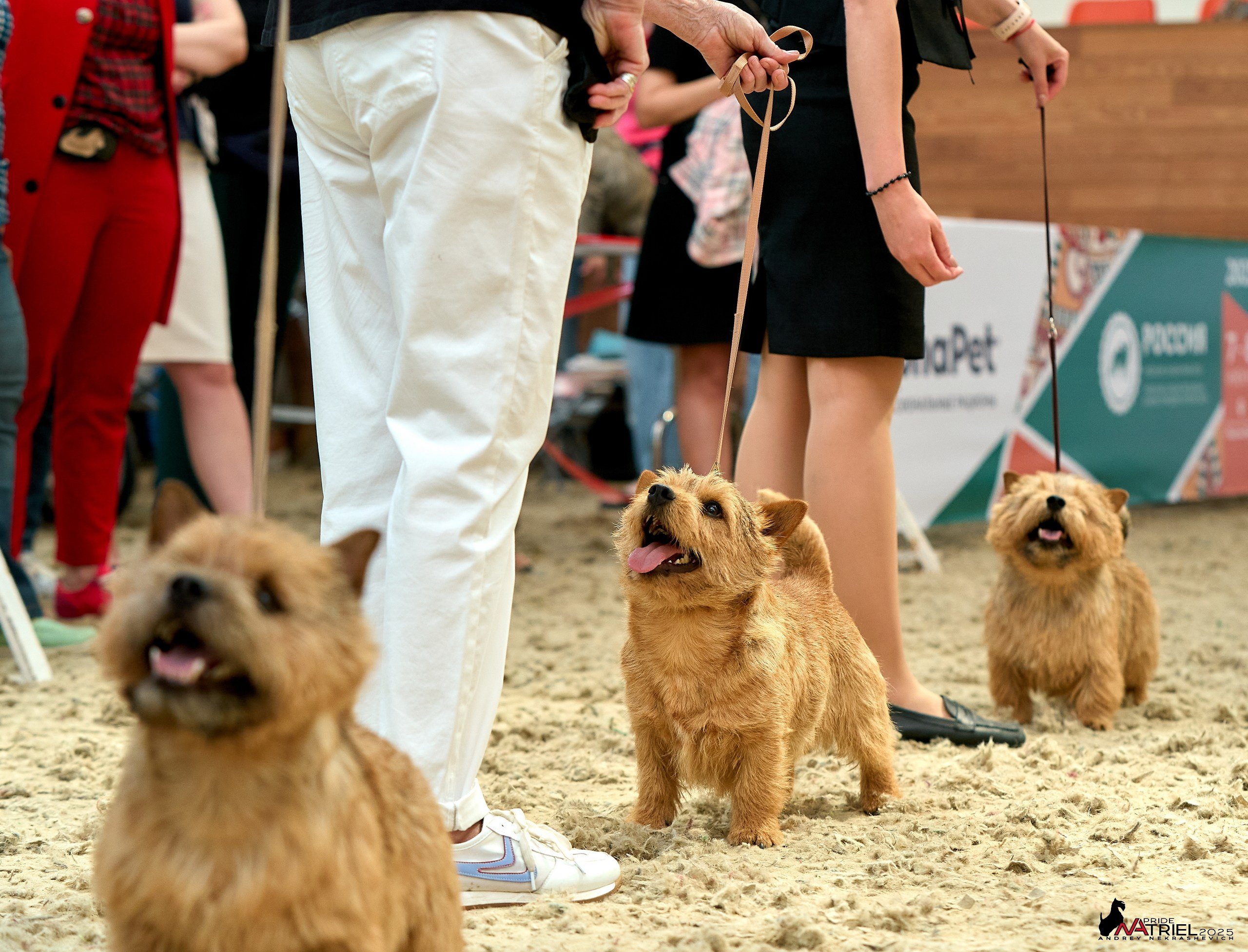 Выставка собак РОССИЯ — 2025