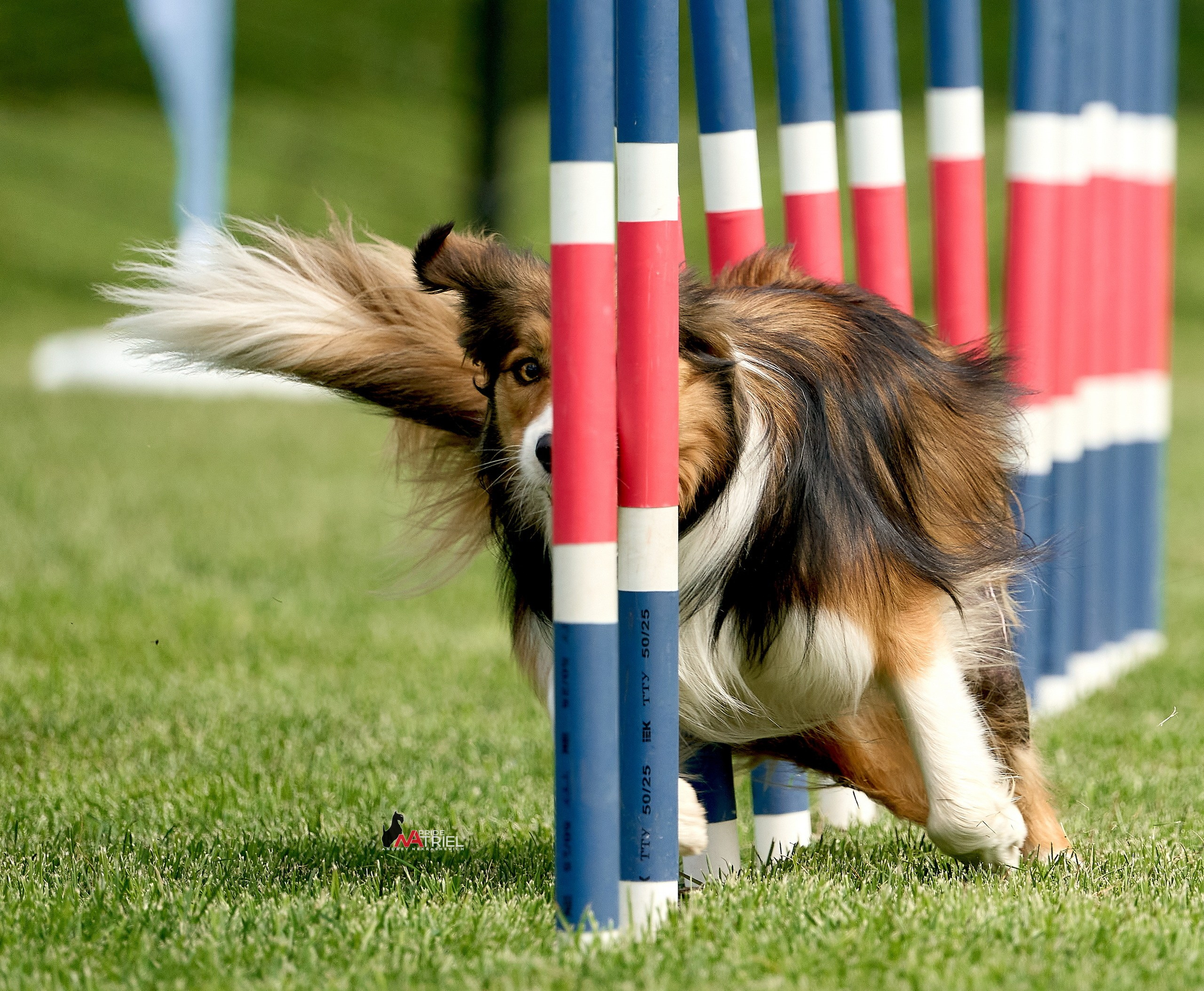 Аджилити — галерея NATRIEL