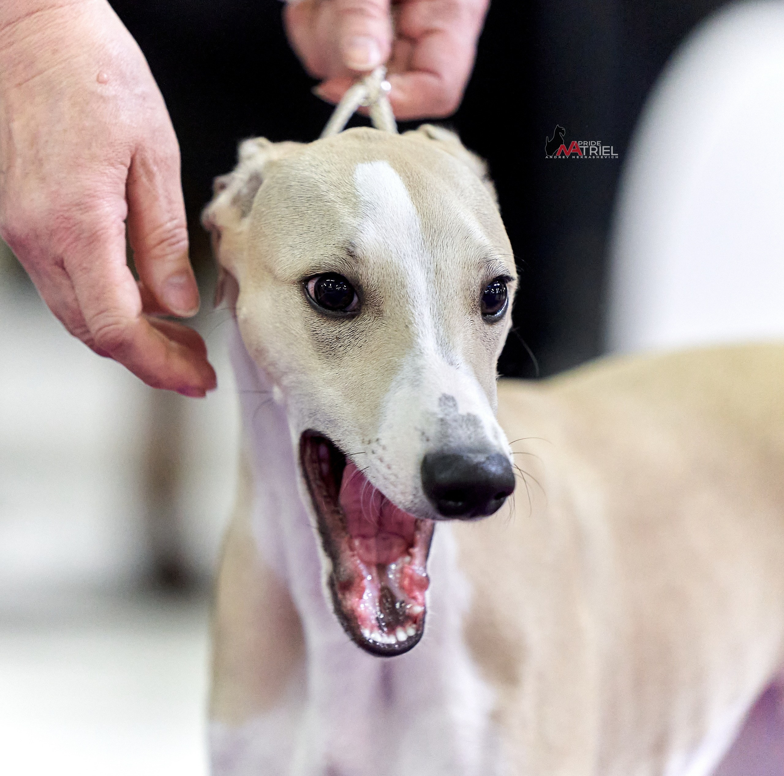 Портреты собак — галерея NATRIEL