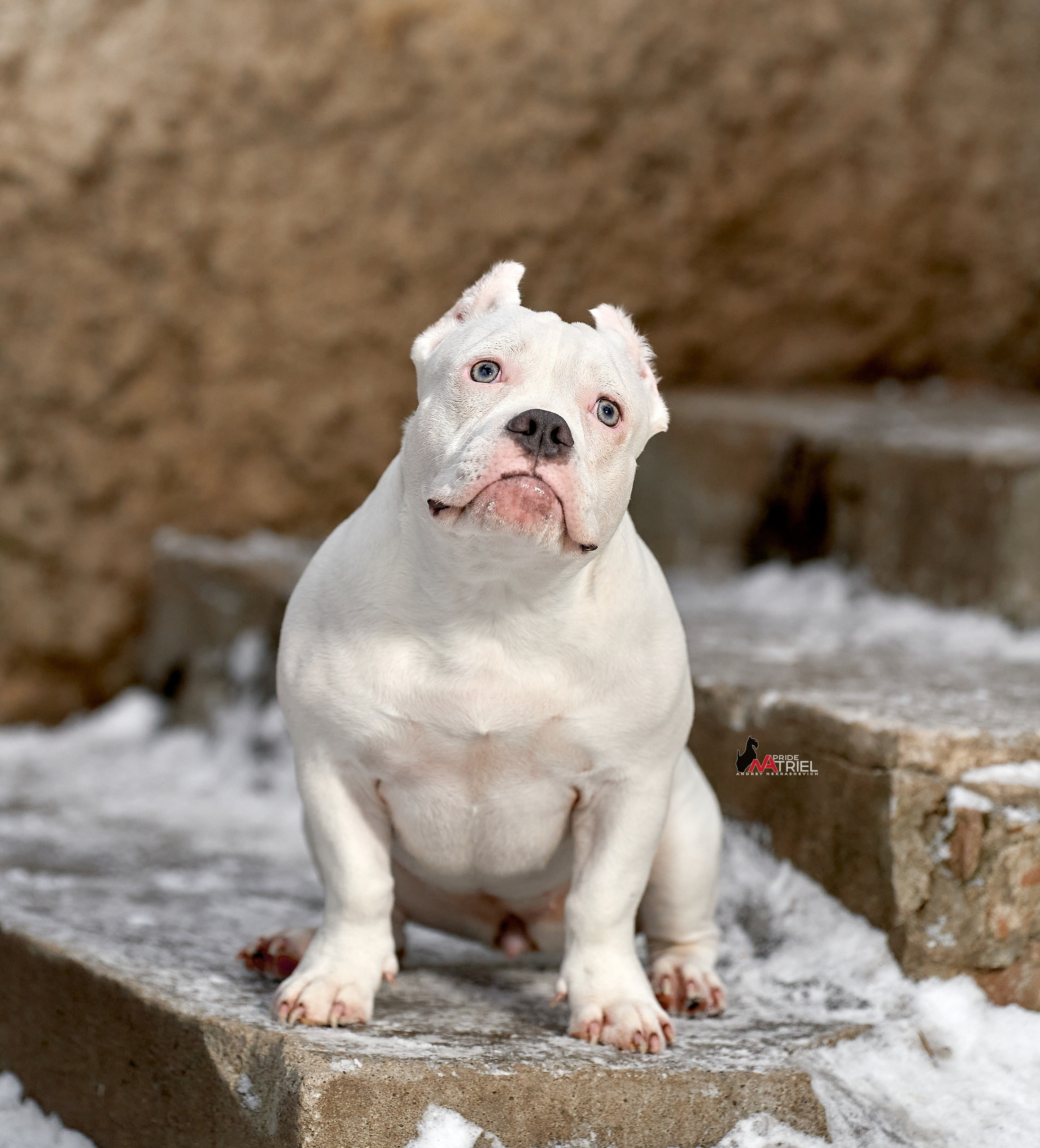 Щенки на прогулке — галерея NATRIEL