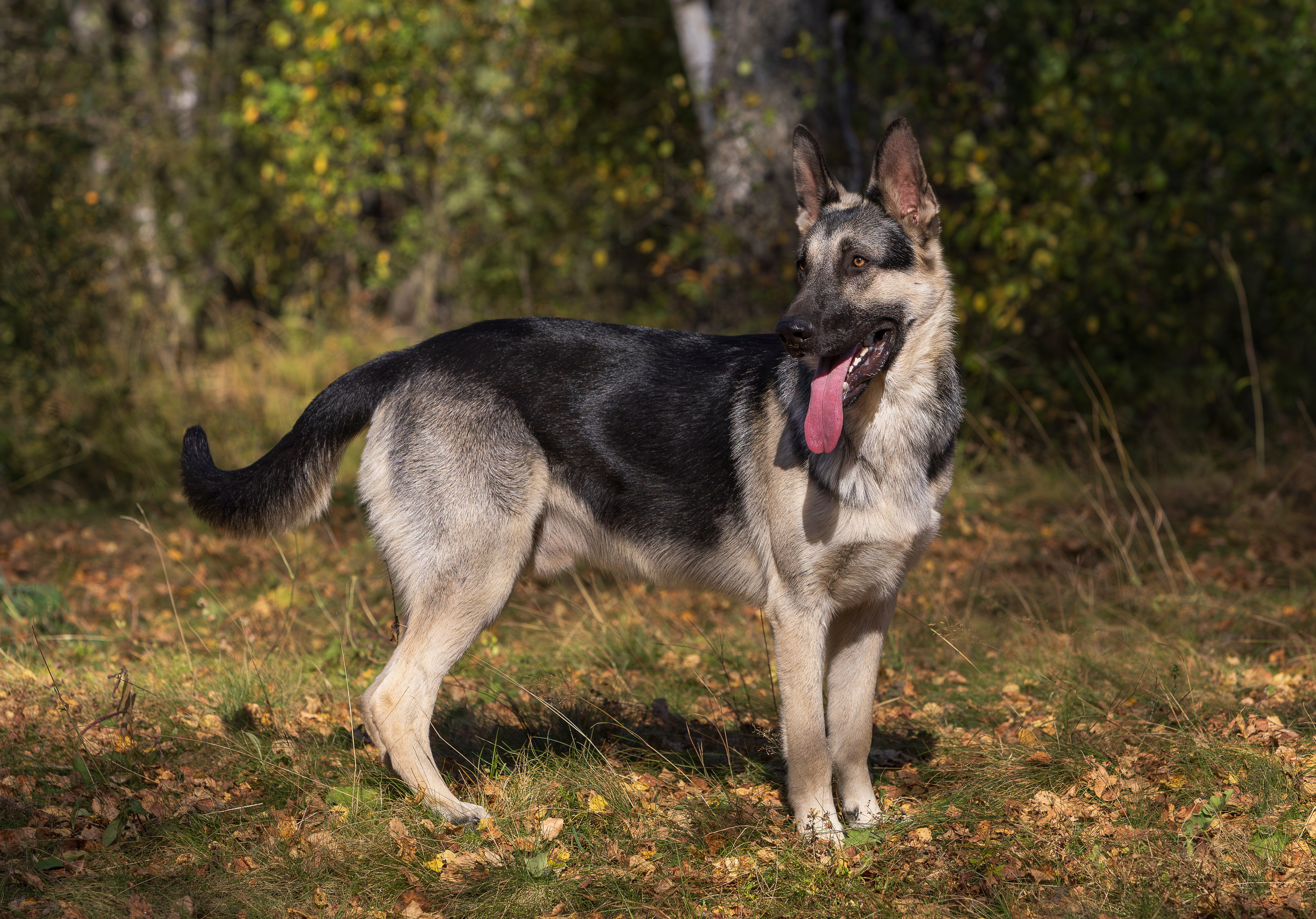 Корги и ВЕО осенью. Фотограф-анималист в Москве, МО и Владимире