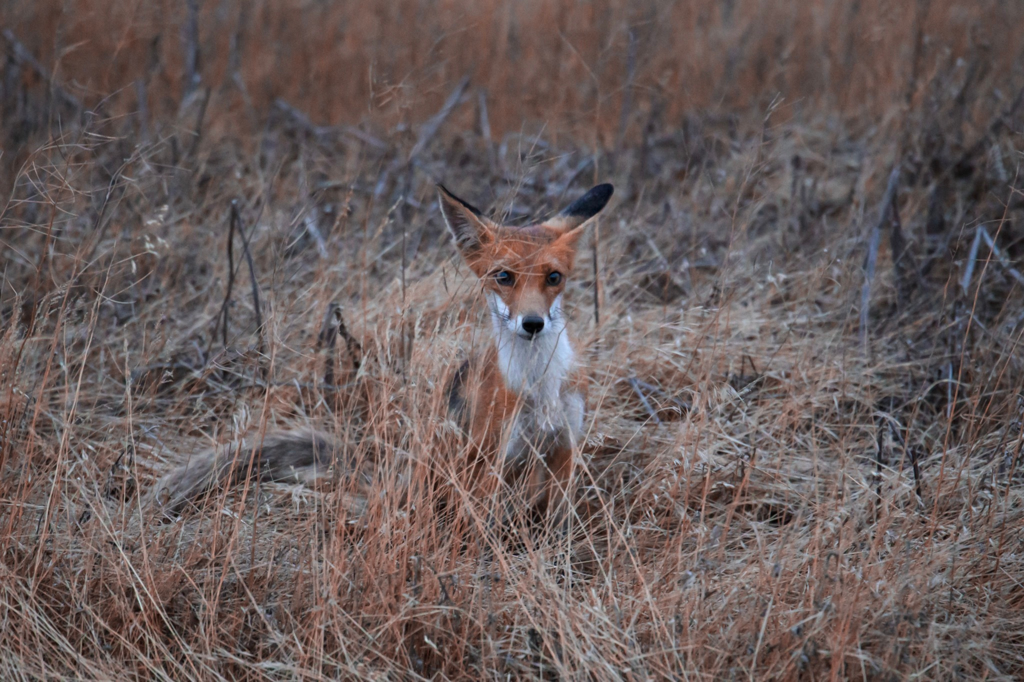 Природа. Фотограф и видеограф в Стокгольме — Любовь Лангер