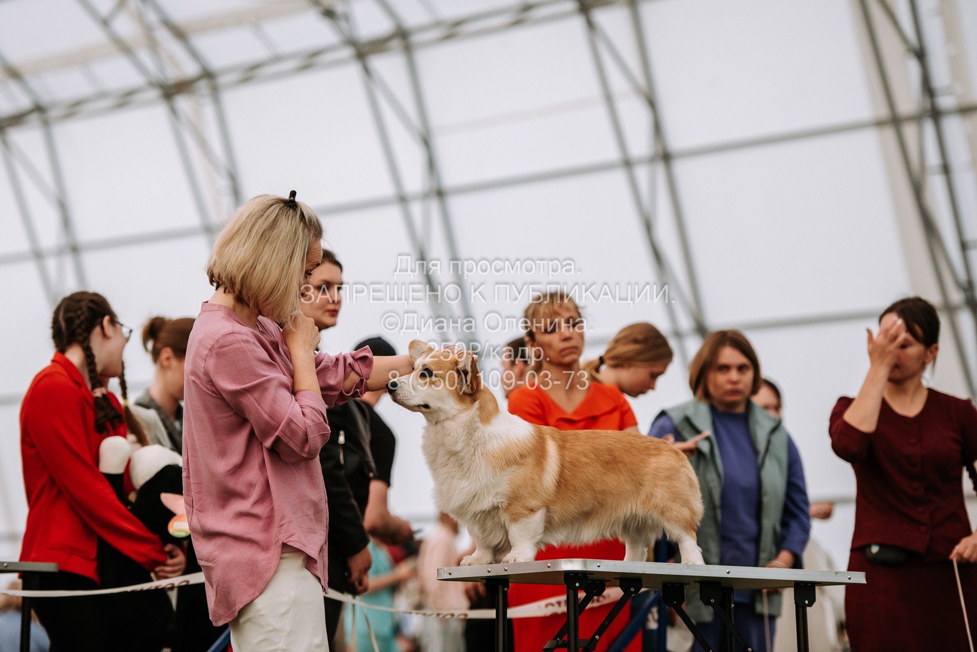 Выставка собак Красноярск 2.06. Фотограф Диана Оленина Красноярск / Братск