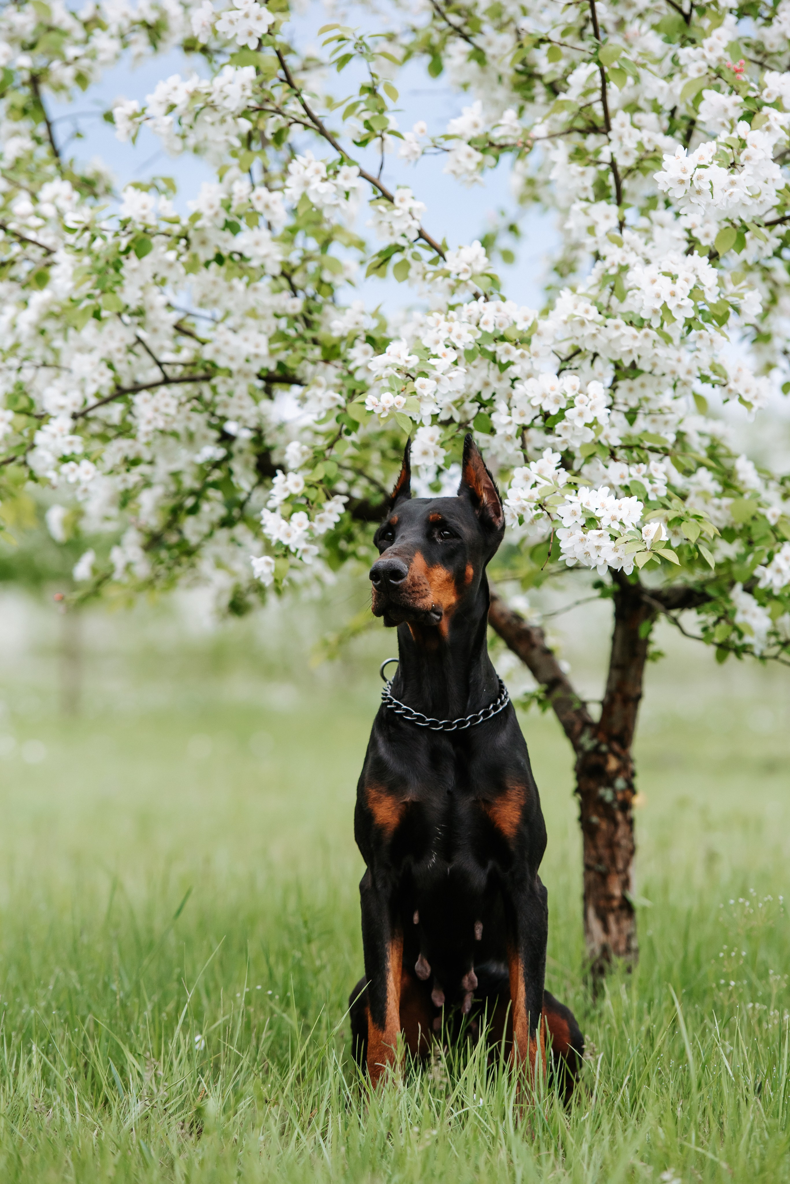 Цветение с доберманами. Фотограф Диана Оленина Красноярск / Братск