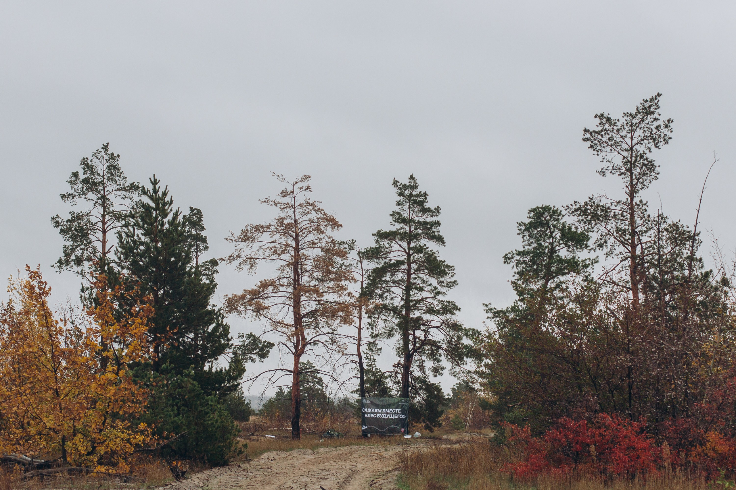 Посадка деревьев в Усть-Донецком районе. Артём Панфилов — Свадебный и семейный фотограф в Ростове-на-Дону