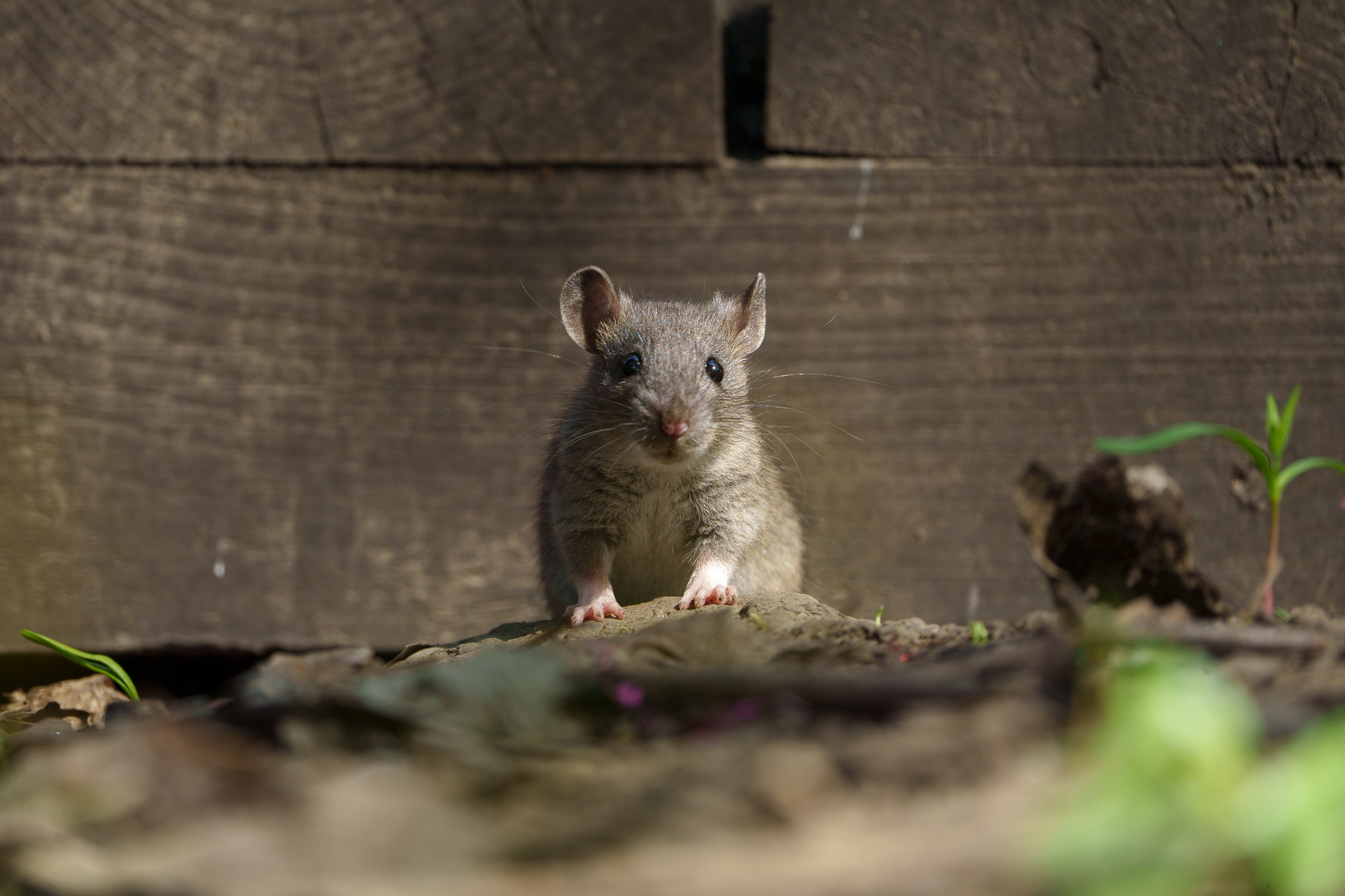 Животные. Ваш личный фотограф Марина Волкова
