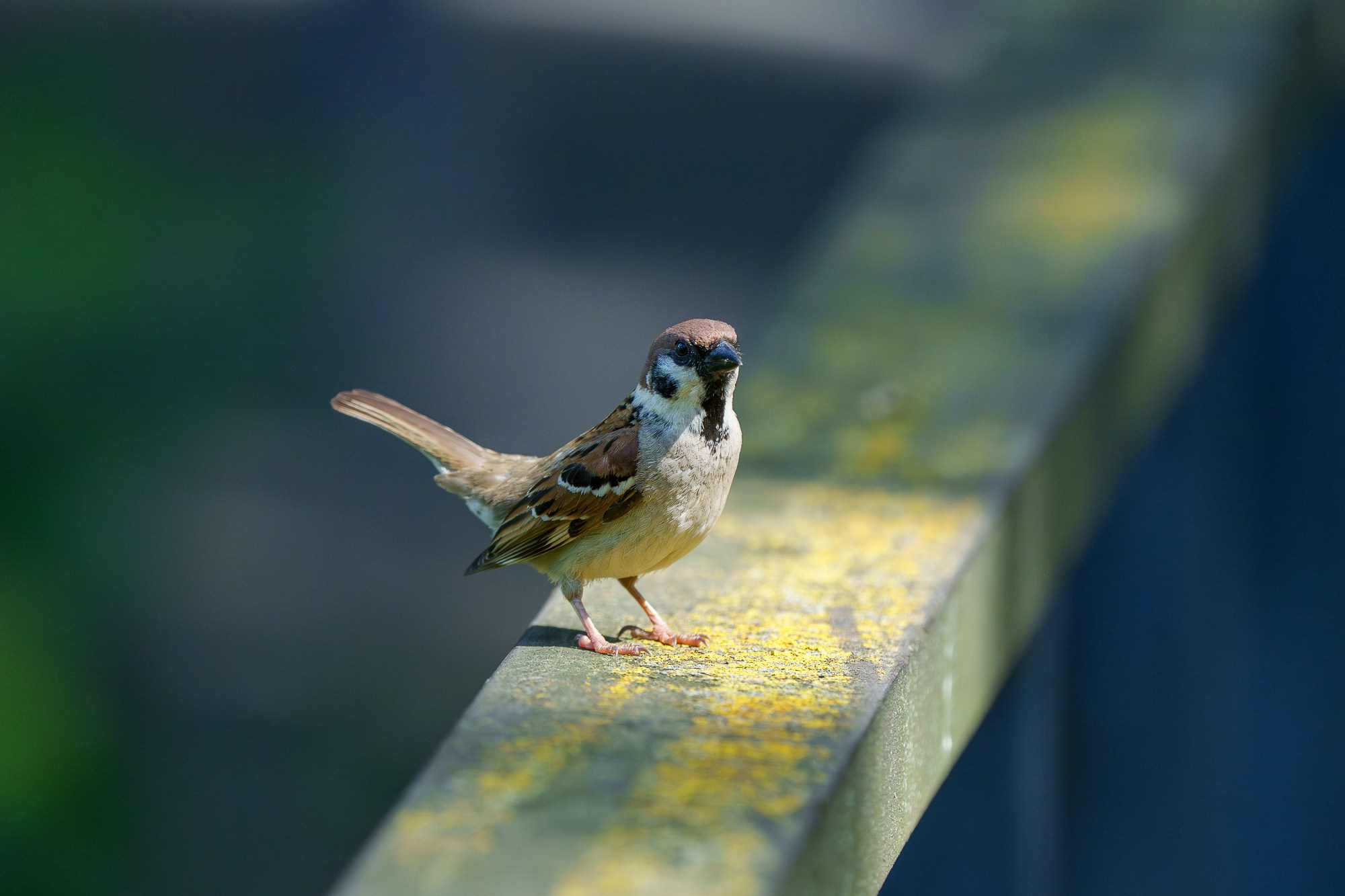Удивительные мир птиц. Вокруг нас столько прекрасного — присмотритесь!. Ваш личный фотограф Марина Волкова