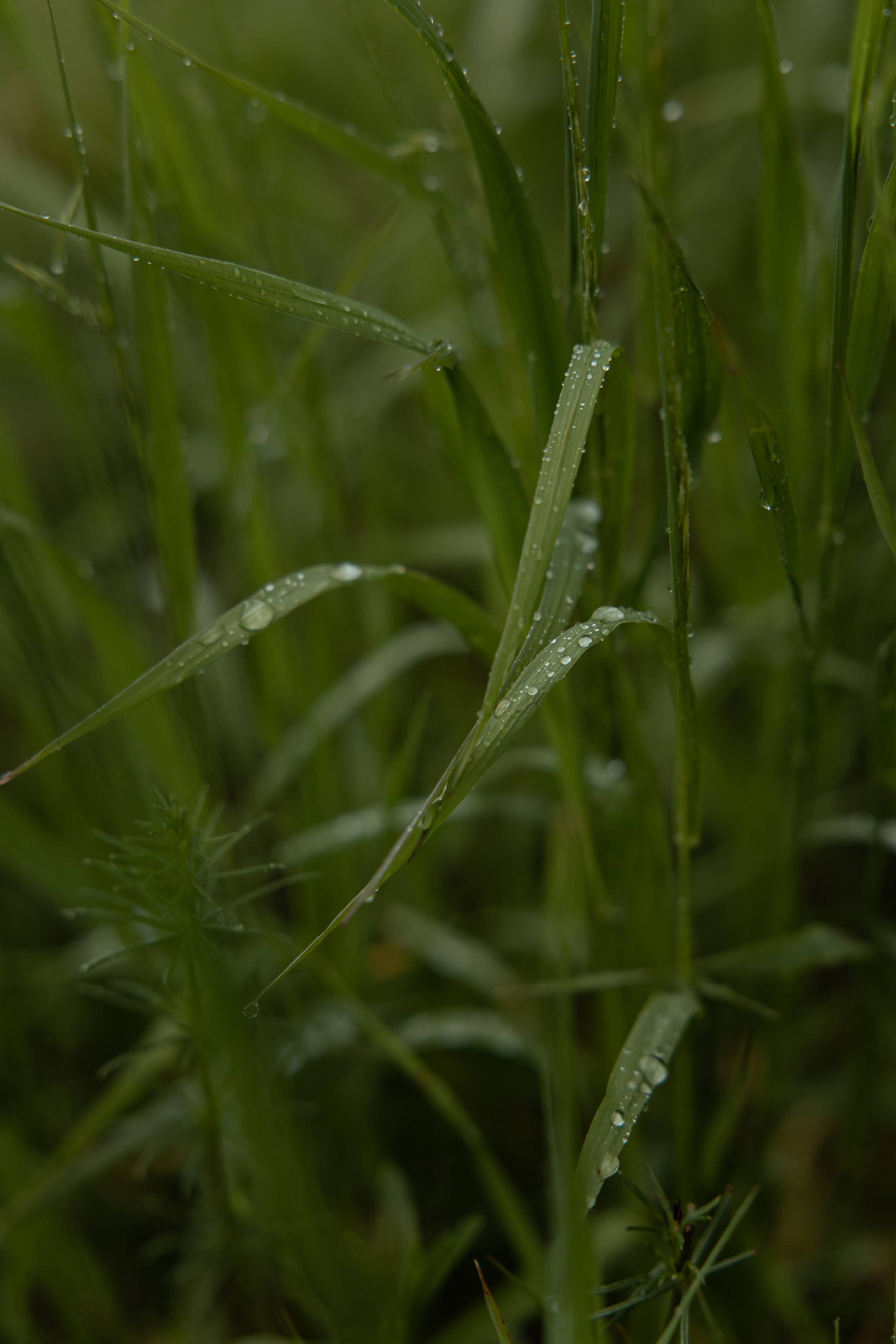 Никита и Марина. Свадебный и Семейный фотограф по всему миру Анна Фёдорова