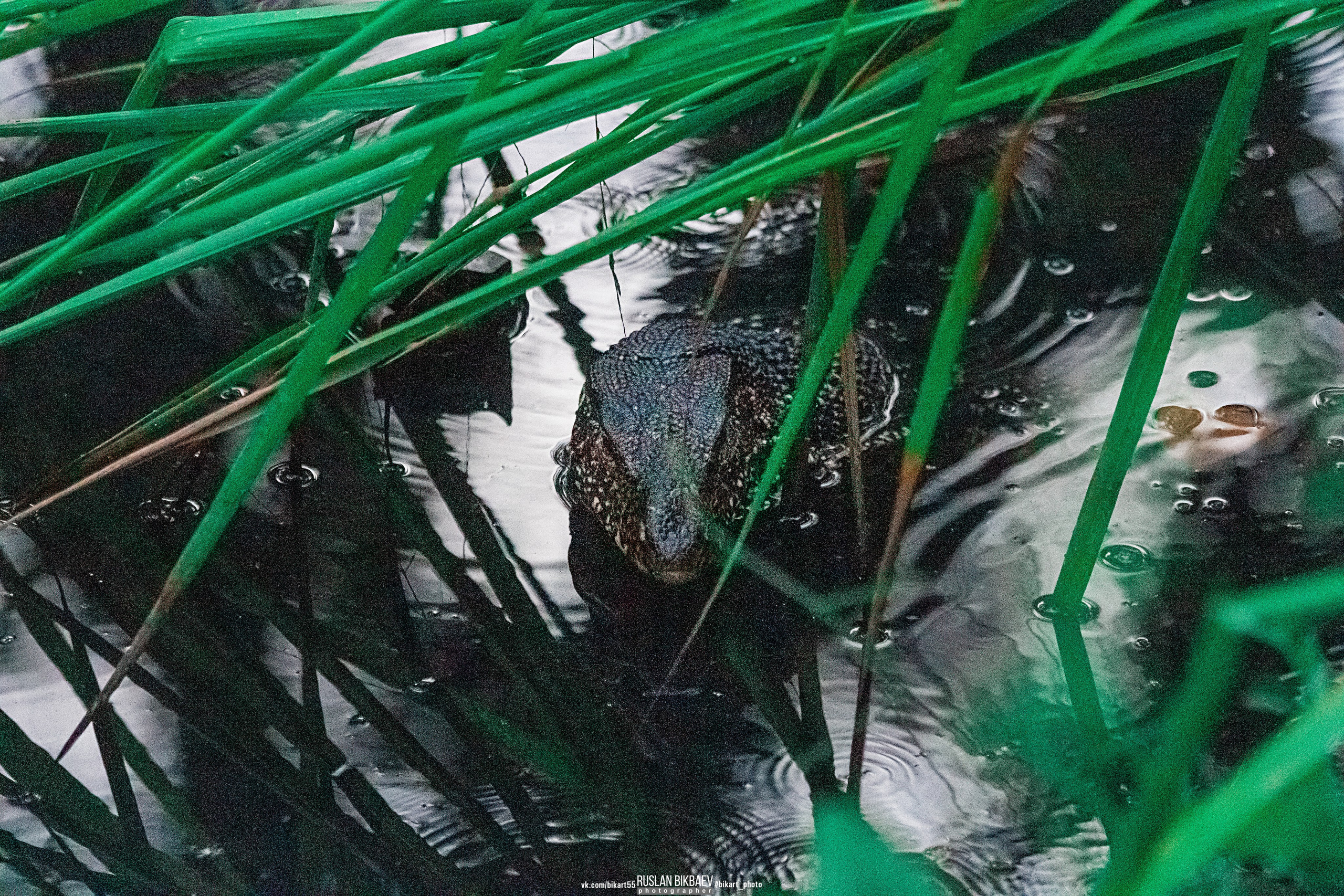 ШРИ-ЛАНКА 2025 / SRI LANKA 2025. Главная