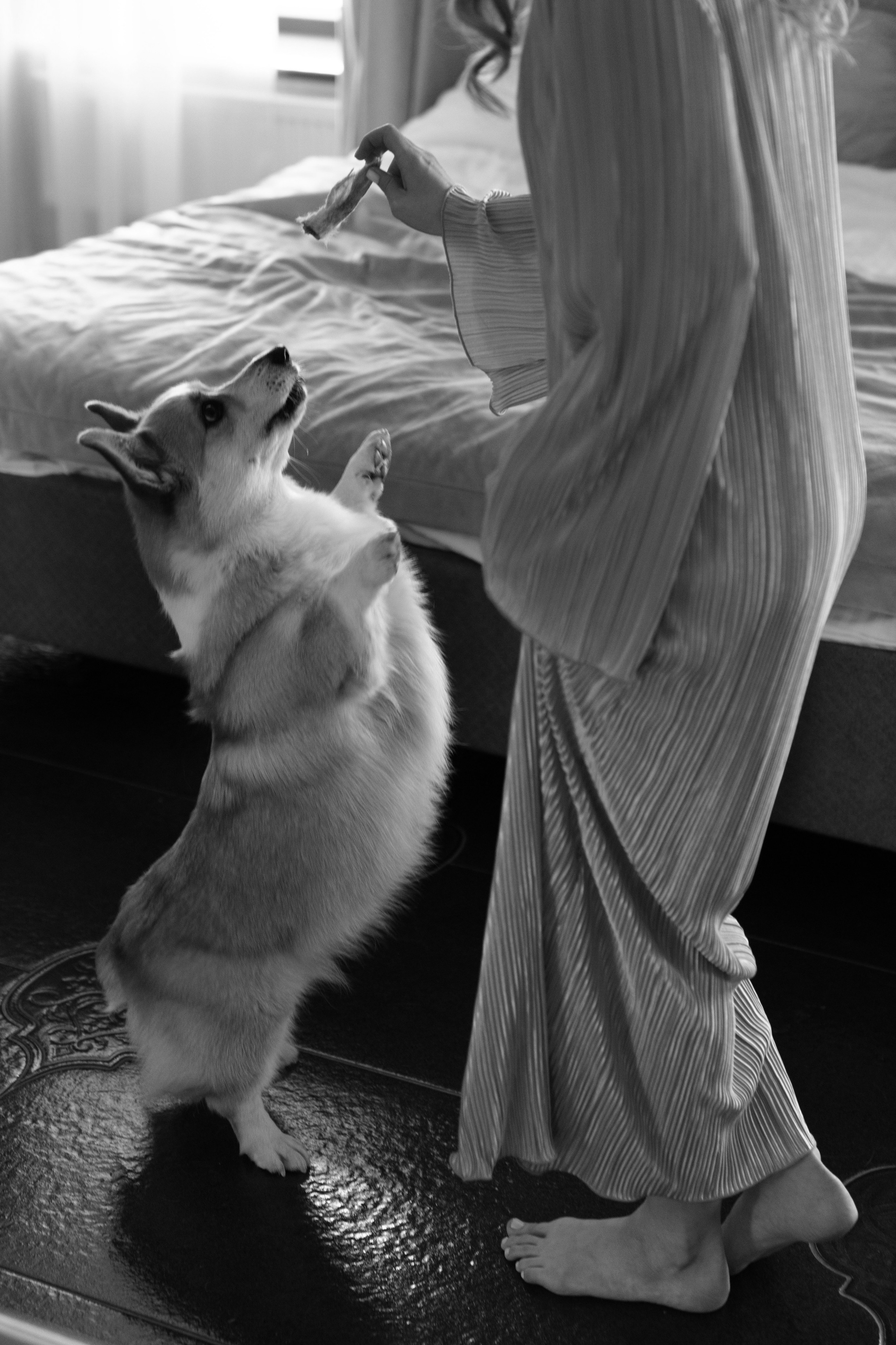 Четыре лапы. Свадебный фотограф Наташа Брифли