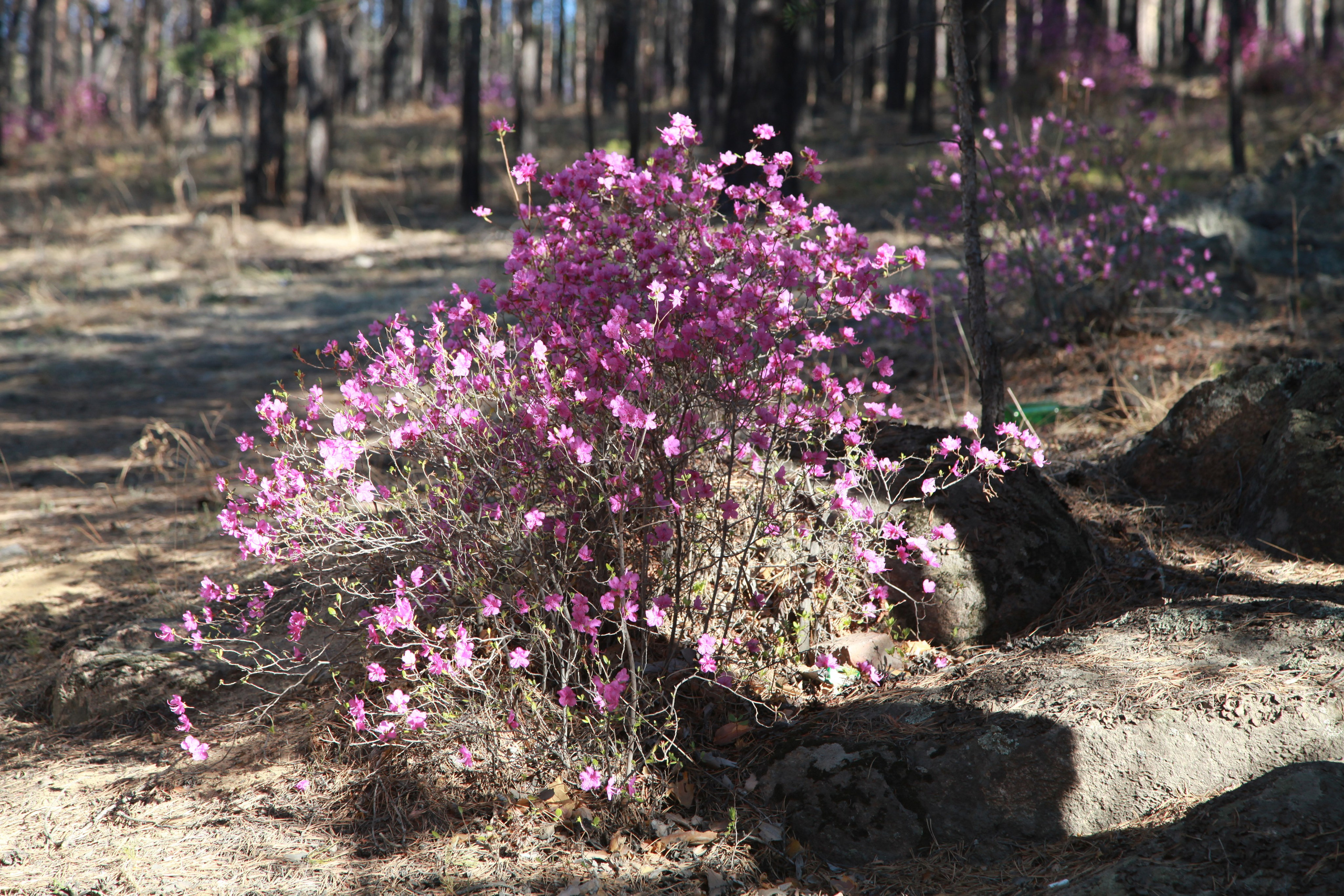Фото Природы Забайкалья. Студия Максима Белослюдцева
