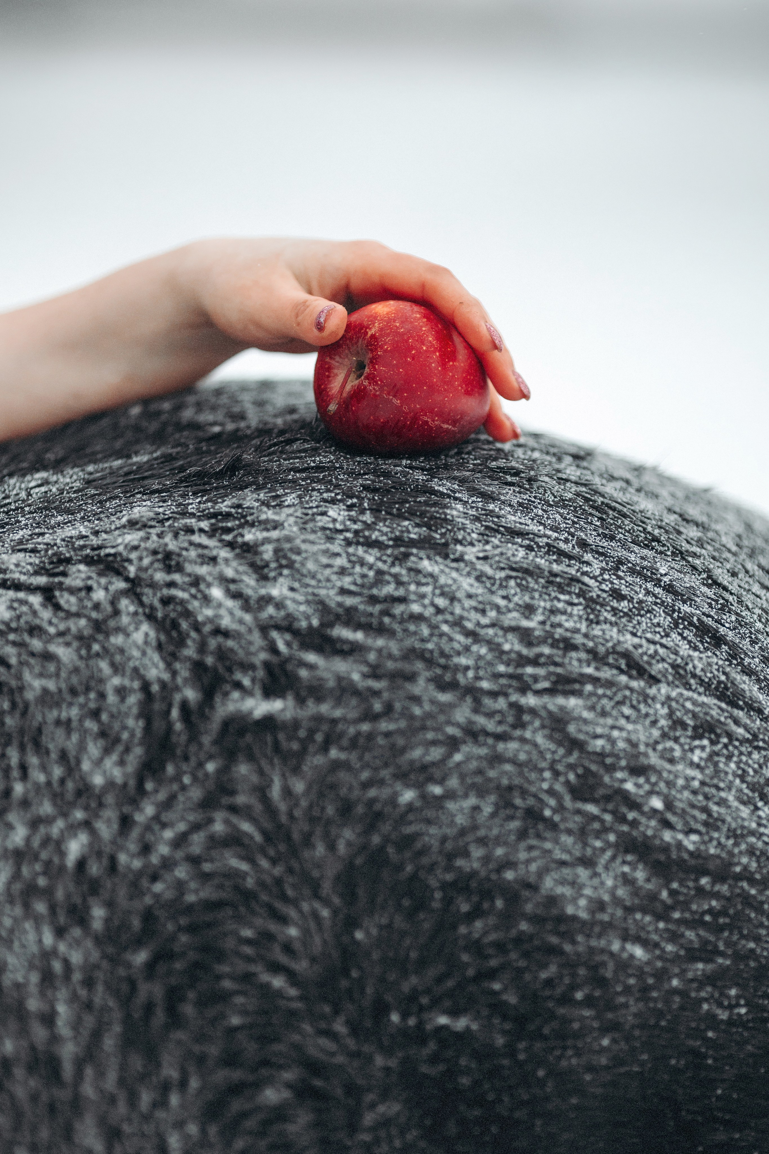 Яблоки на снегу. Анна Молчанова конный фотограф в Тюмени | фотосессии с лошадьми Тюмень