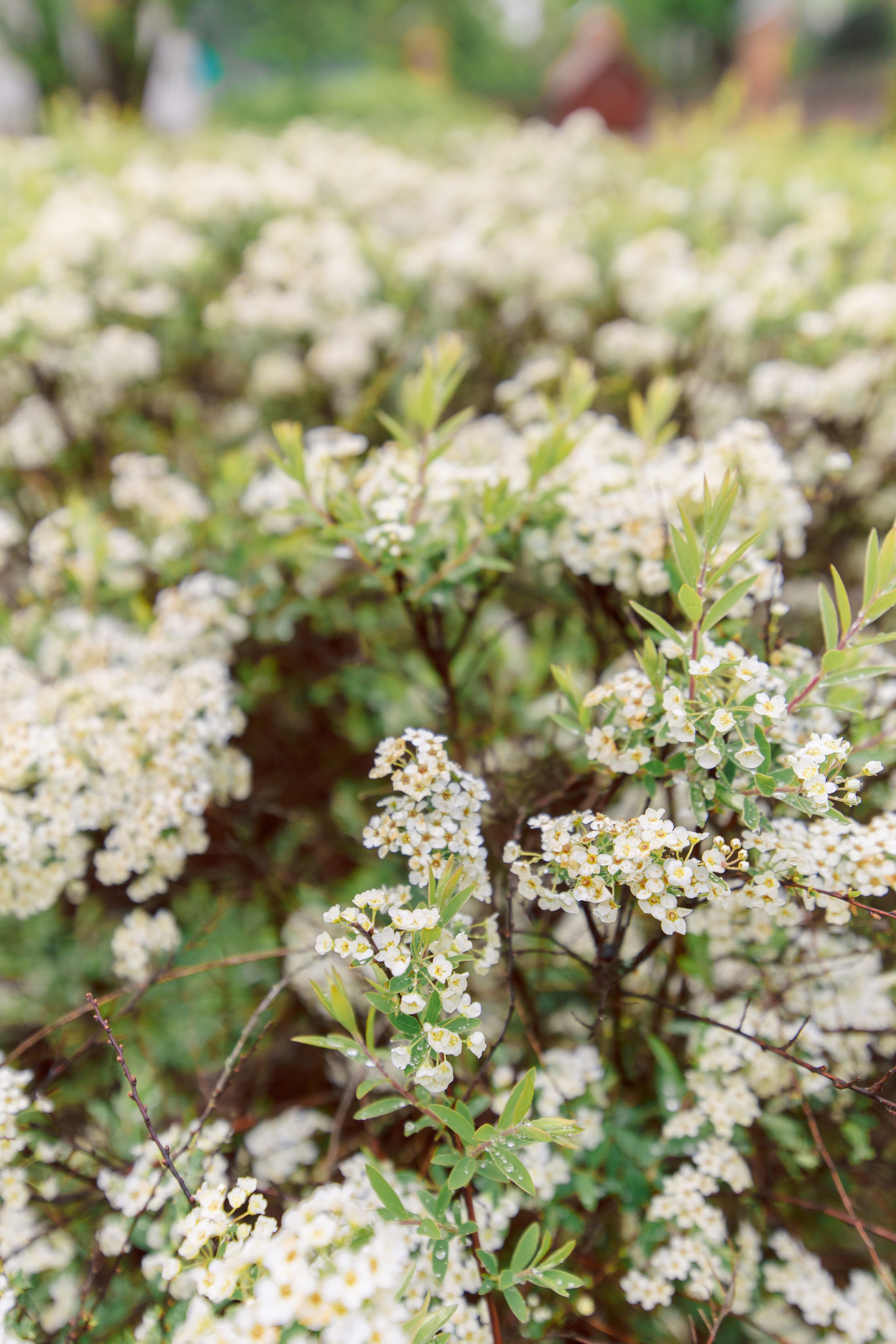 Крещение Евы. Александр Антонов. Профессиональный свадебный, репортажный фотограф в Москве, Подольске. Фото+Видео на любой праздник