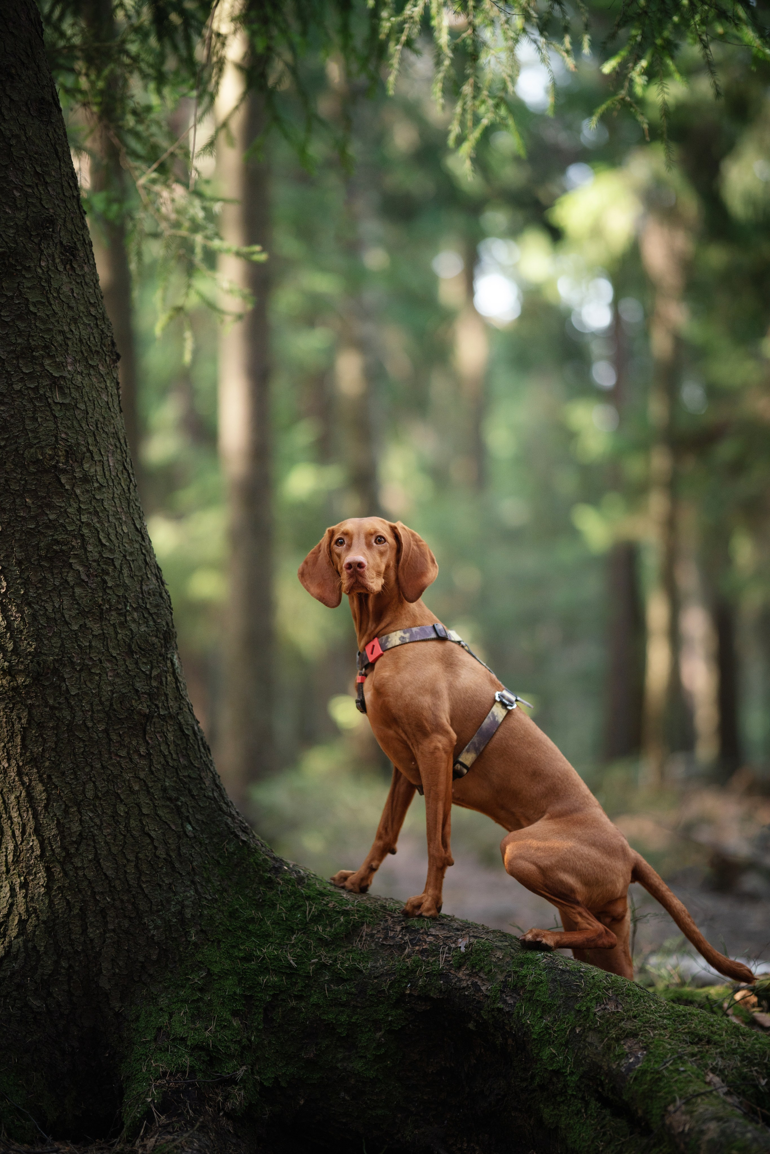 Трисс. Фотограф анималист Осипчикова Мария