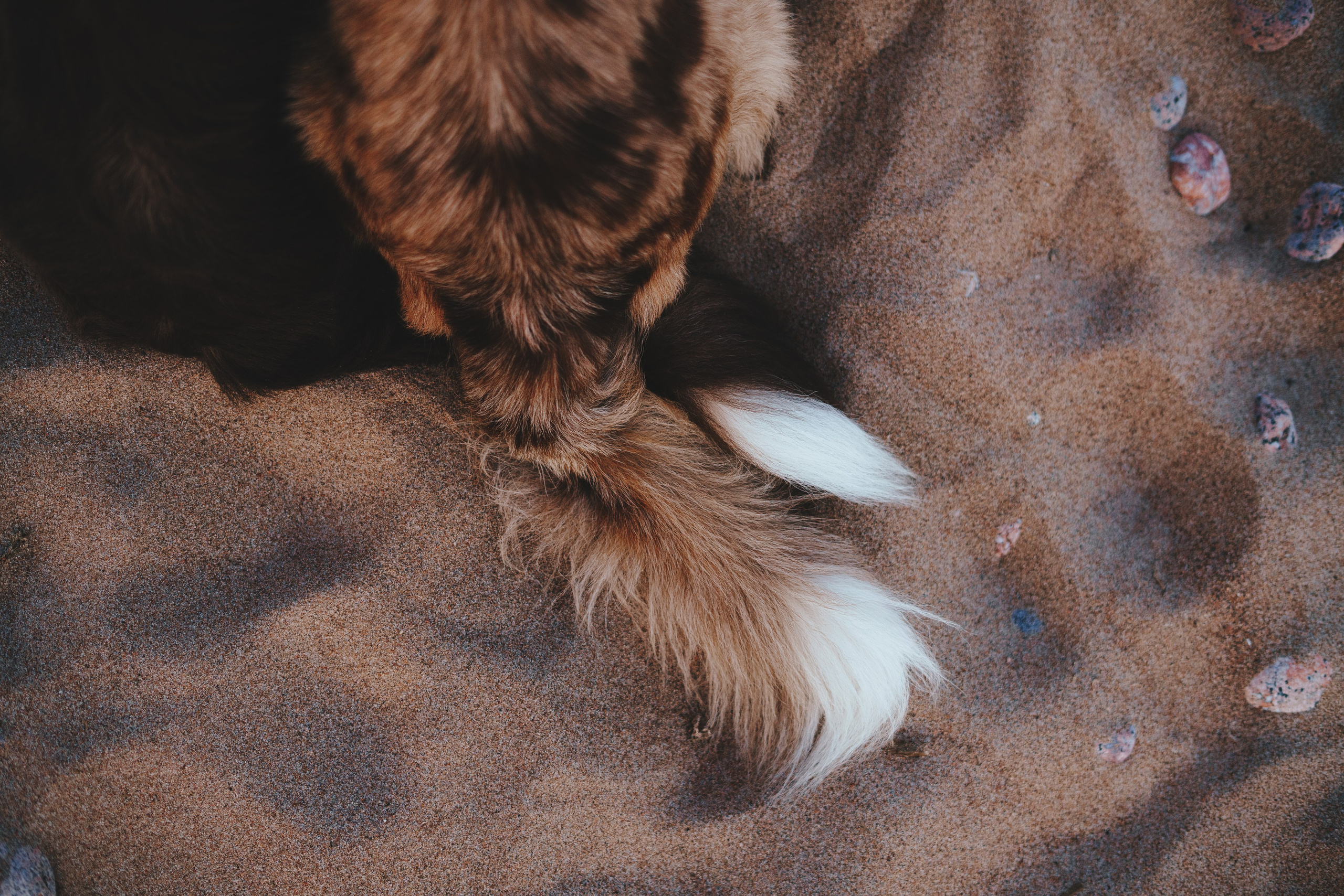 Рита, Маша и много собак. Фотограф анималист Осипчикова Мария