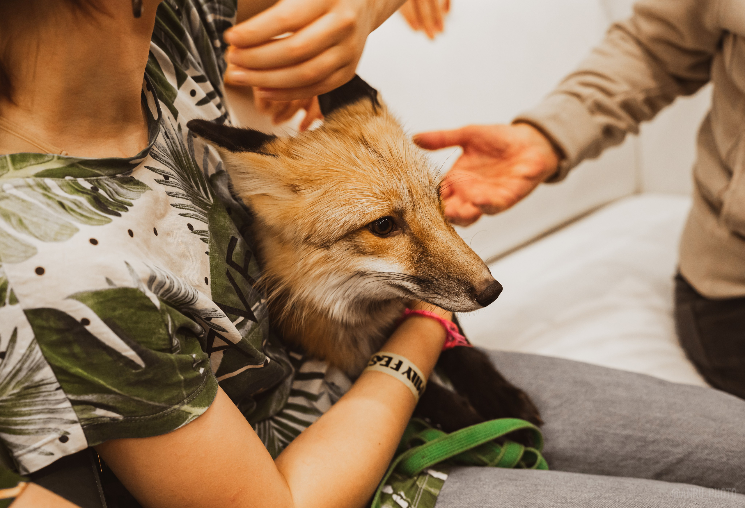 Fox Family fest. Репортажный фотограф Анастасия Рубцова