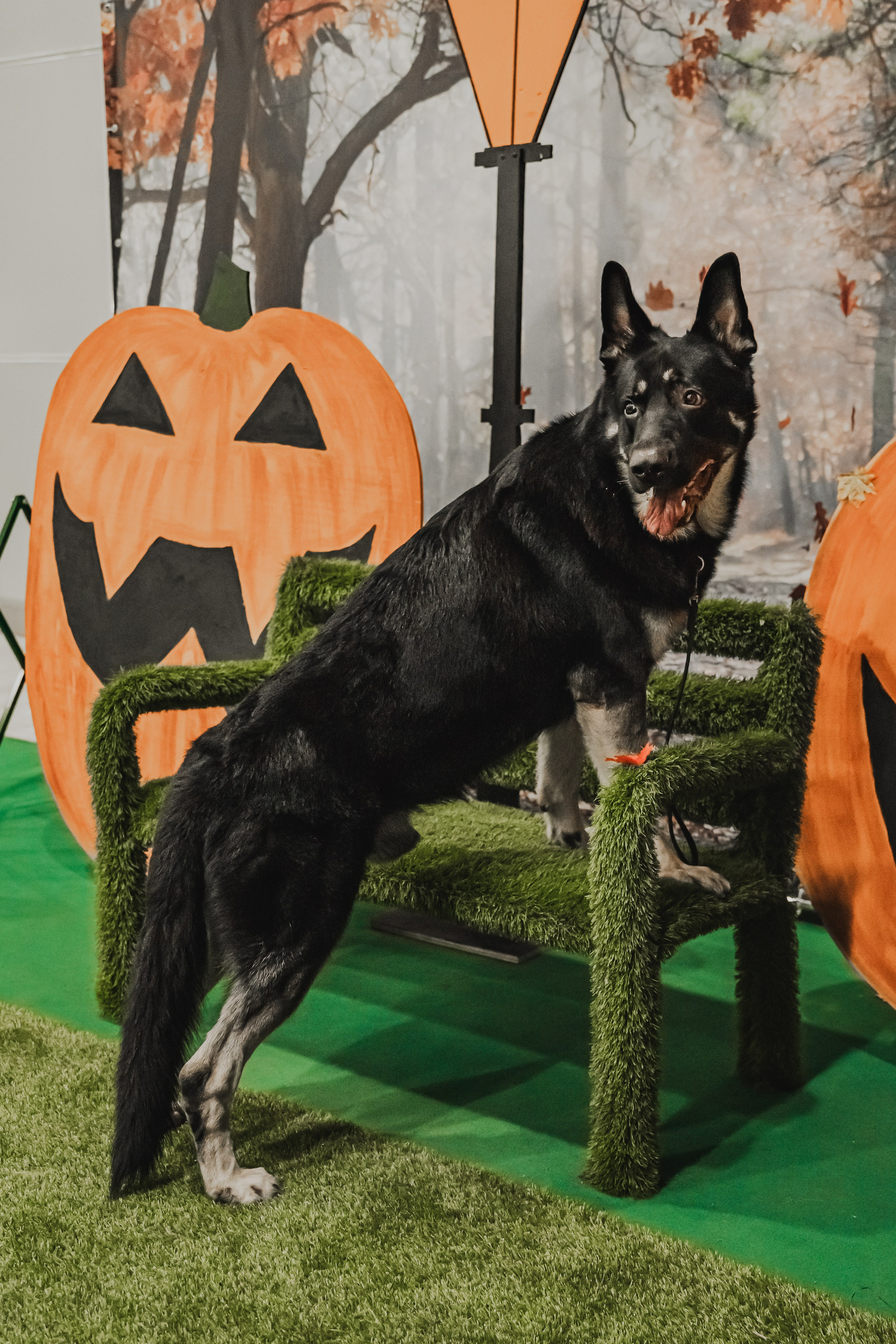 Международная выставка собак всех пород. Репортажный фотограф Анастасия Рубцова