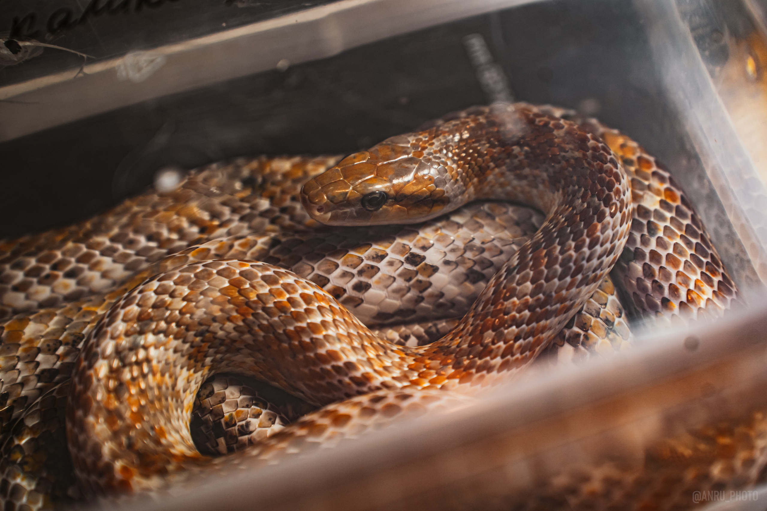 Рептилиум. Репортажный фотограф Анастасия Рубцова