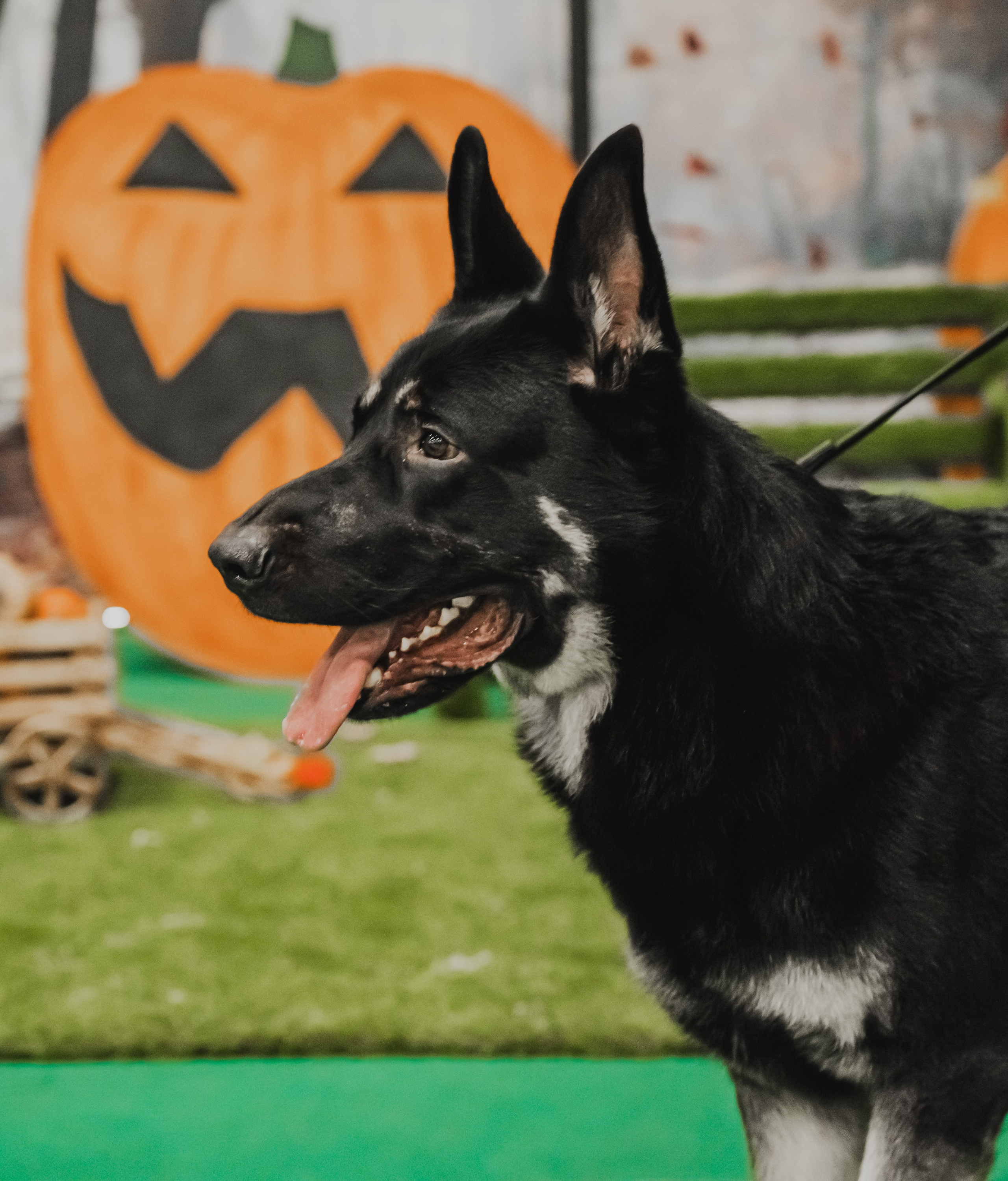 Международная выставка собак всех пород. Репортажный фотограф Анастасия Рубцова