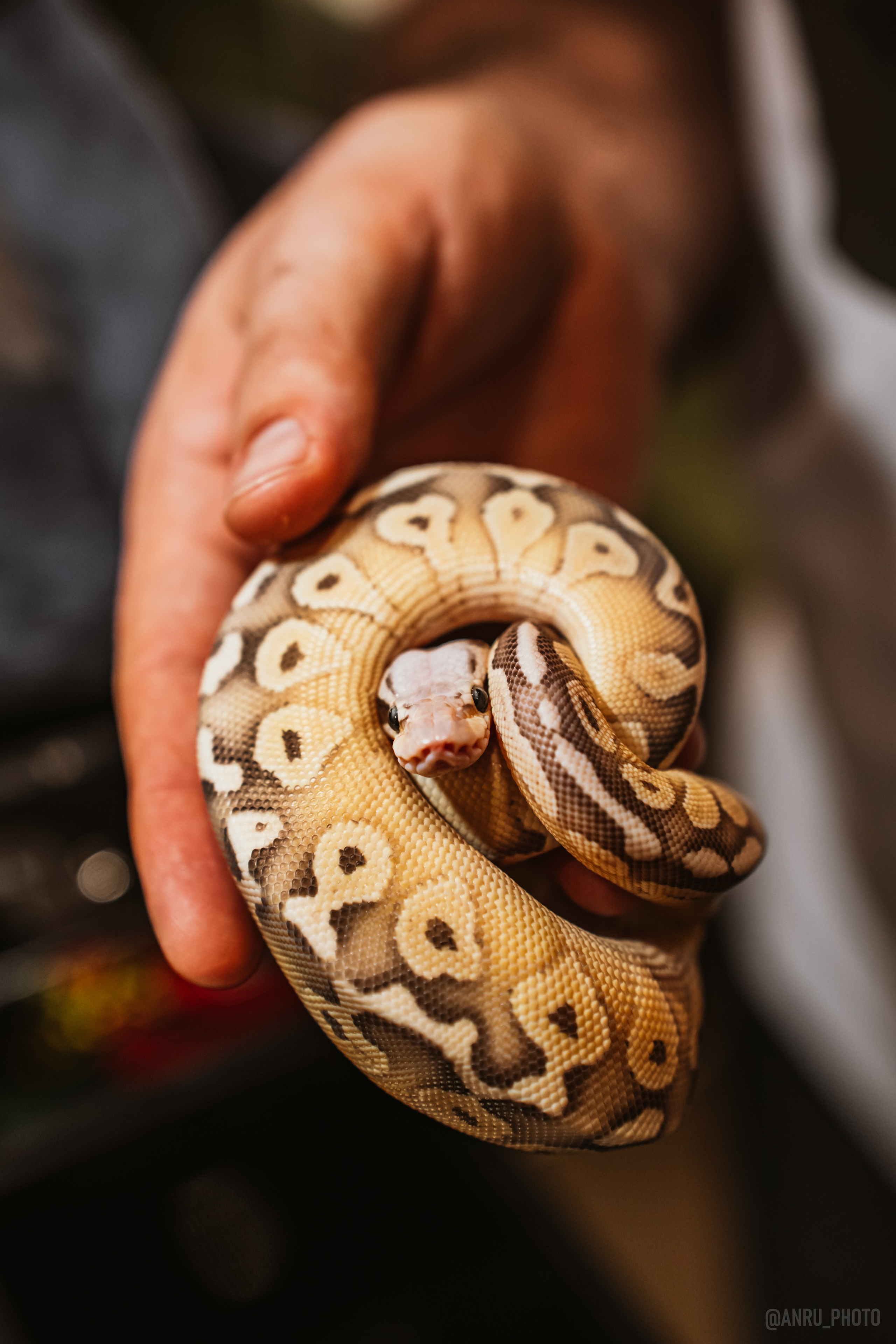 Рептилиум. Репортажный фотограф Анастасия Рубцова