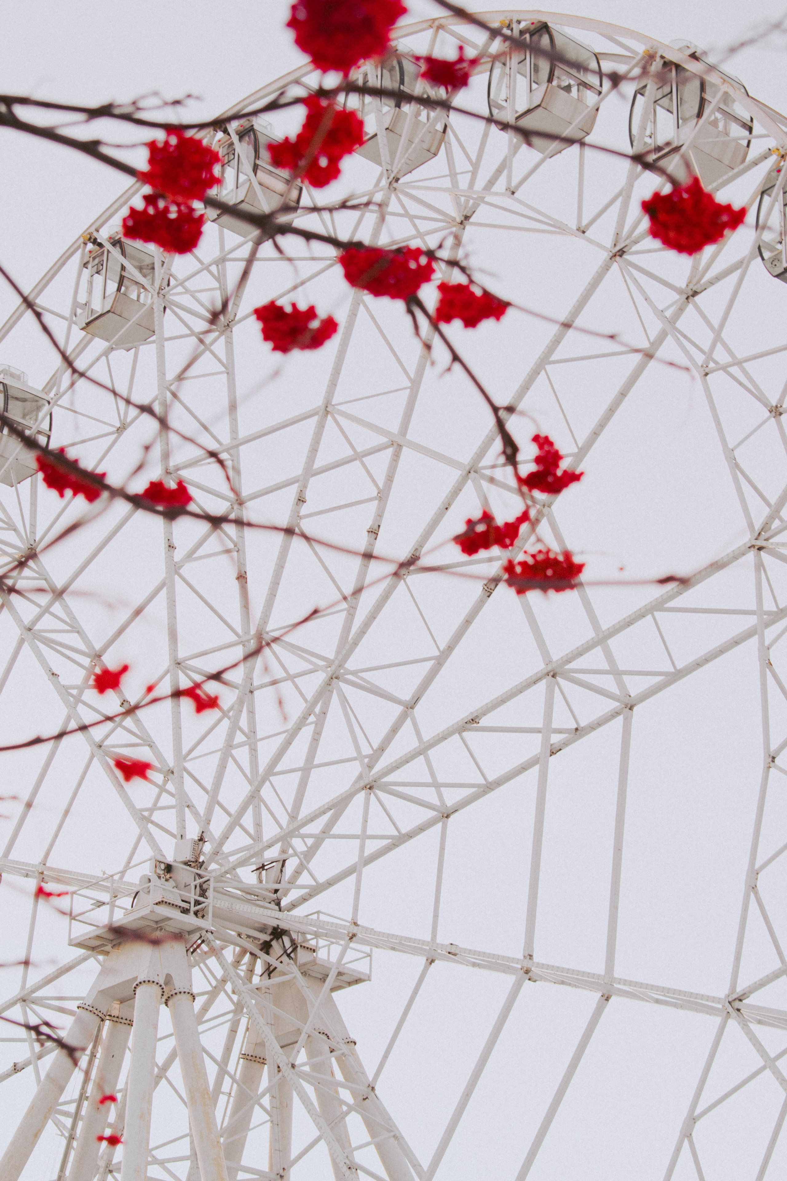 рябина на фоне колеса обозрения