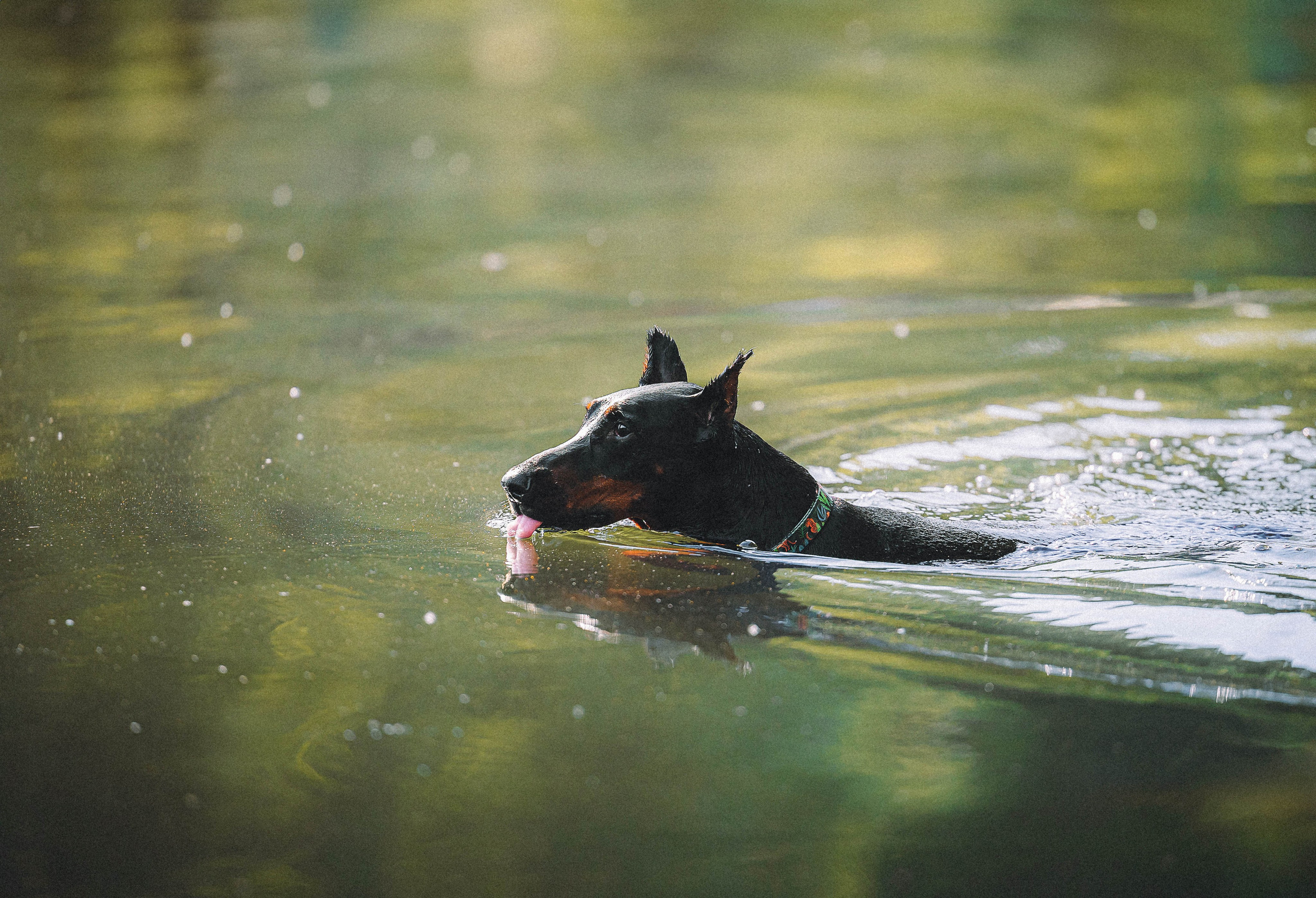 Паша и Хайди