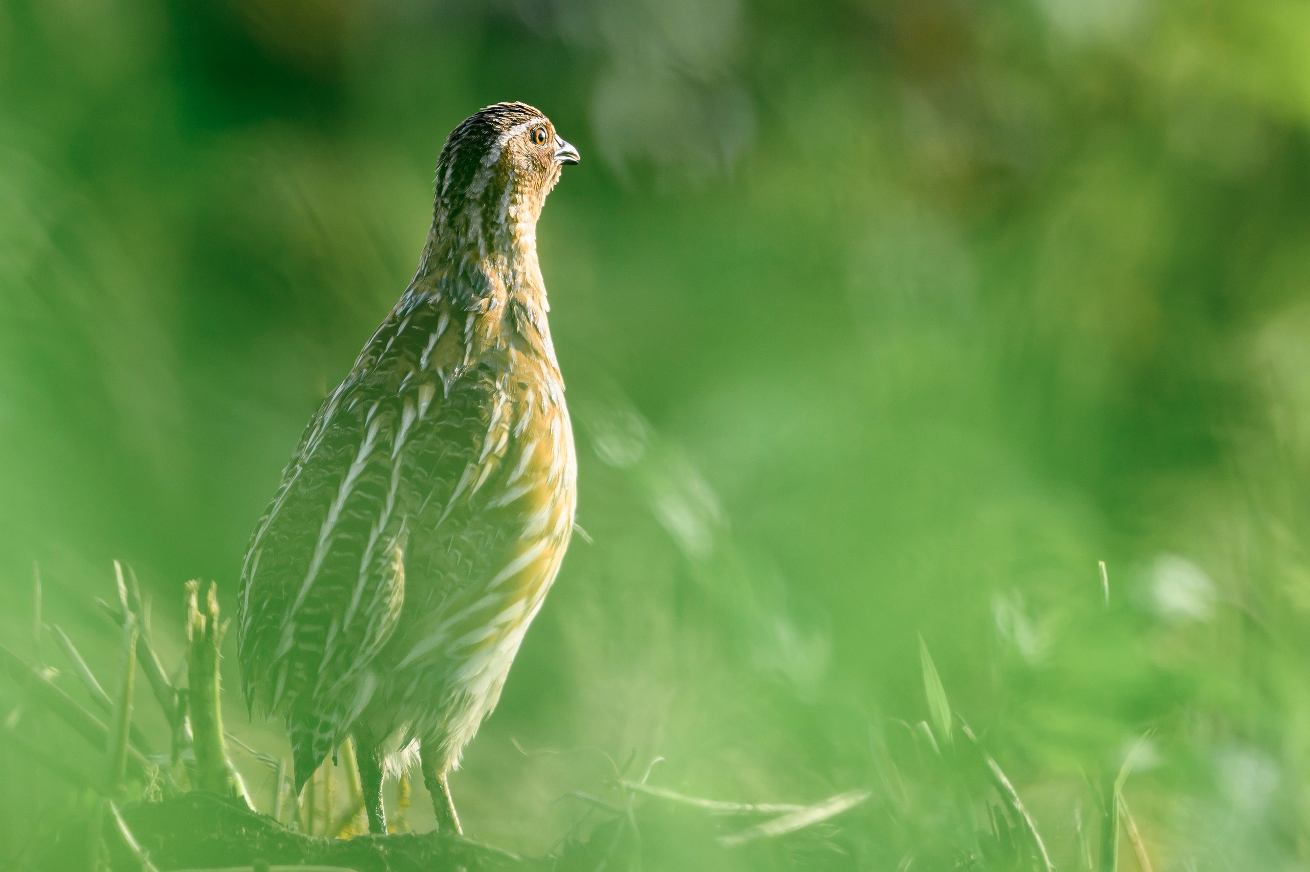 Перепела и коростель. Фотограф Сергей Пупонин