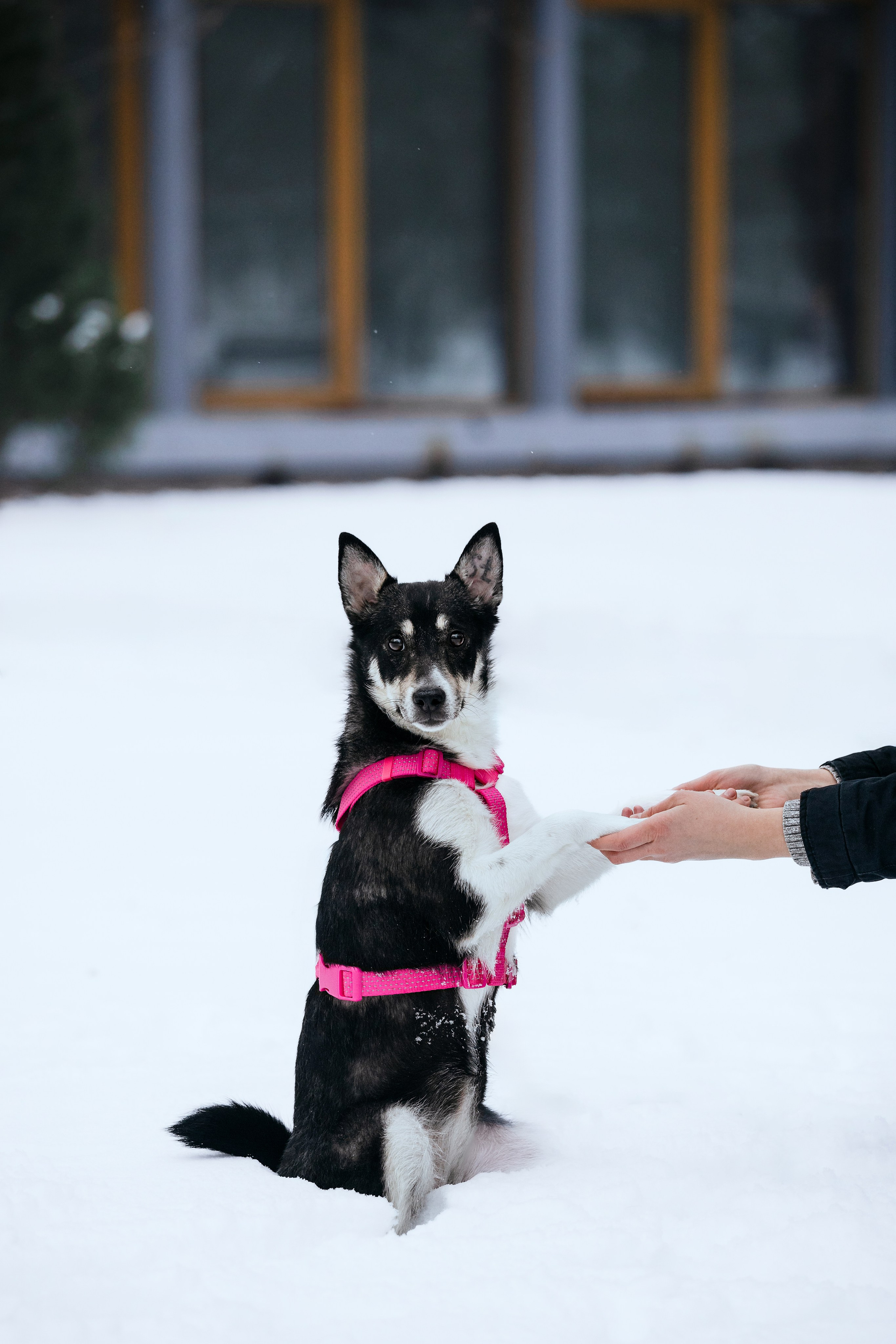 Собаки из приюта Дубовая роща зима. Фотограф-анималист Татьяна Степанова