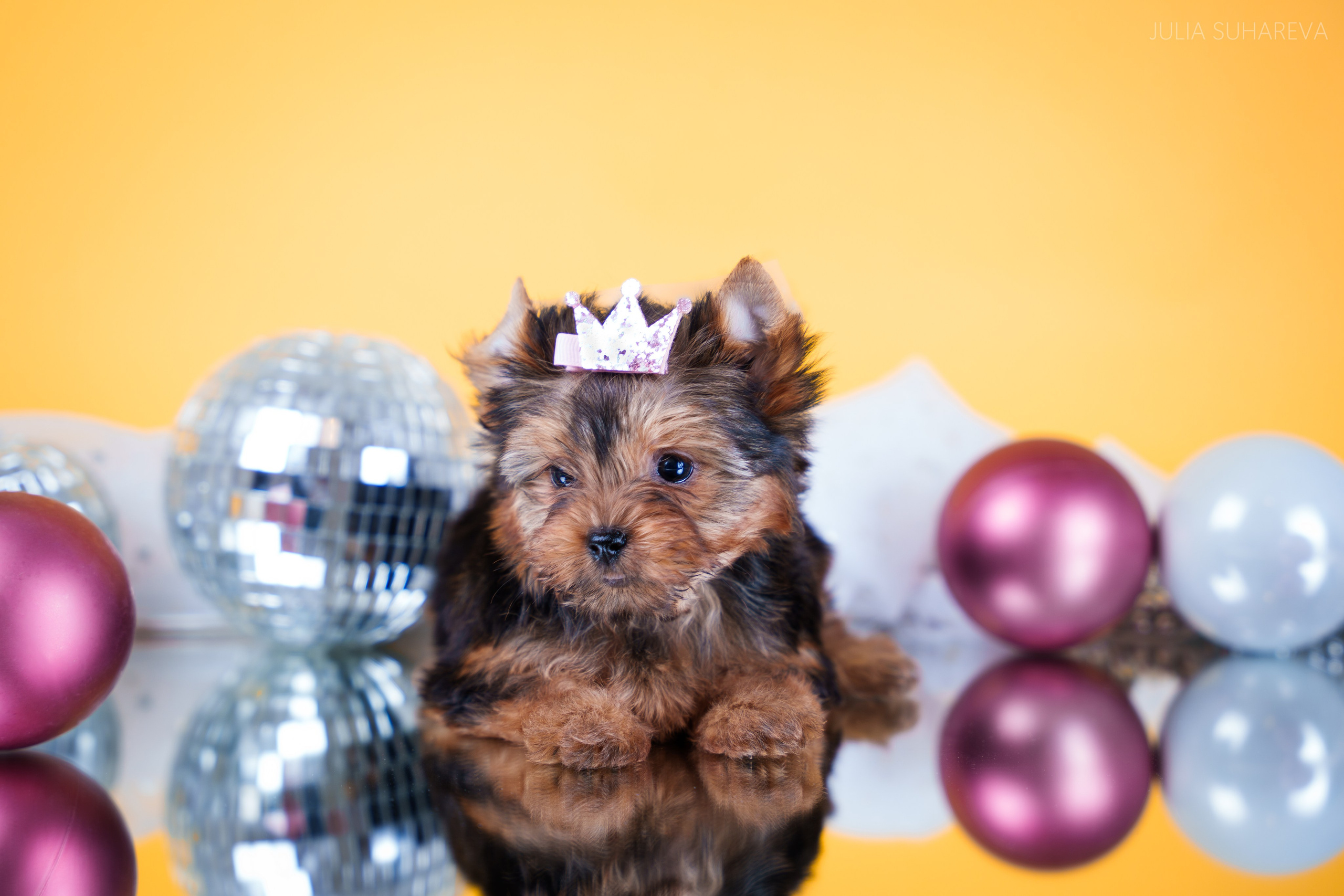 Йоркширский терьер (домашняя съемка). Главная