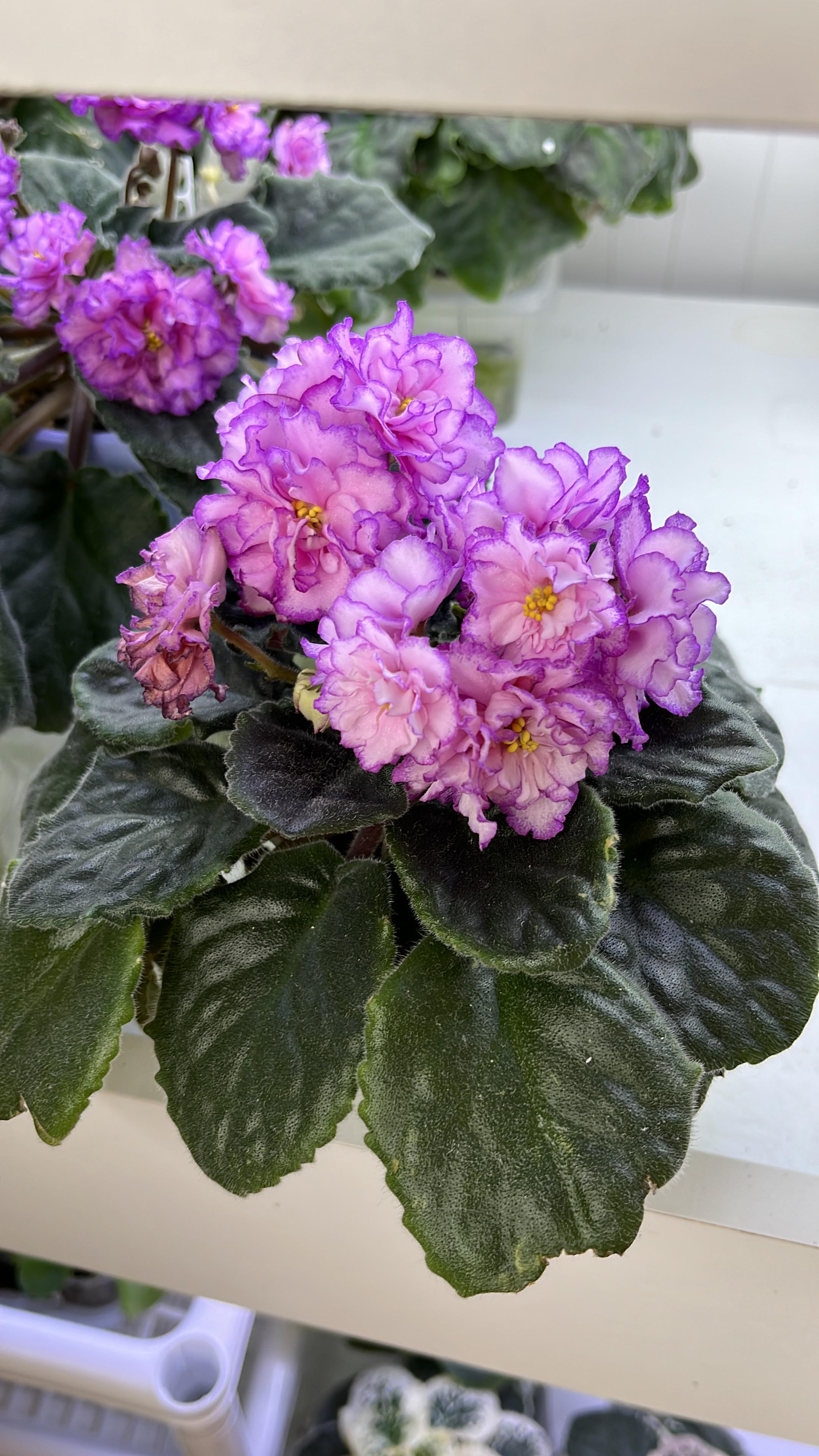 АВ Розовые розы