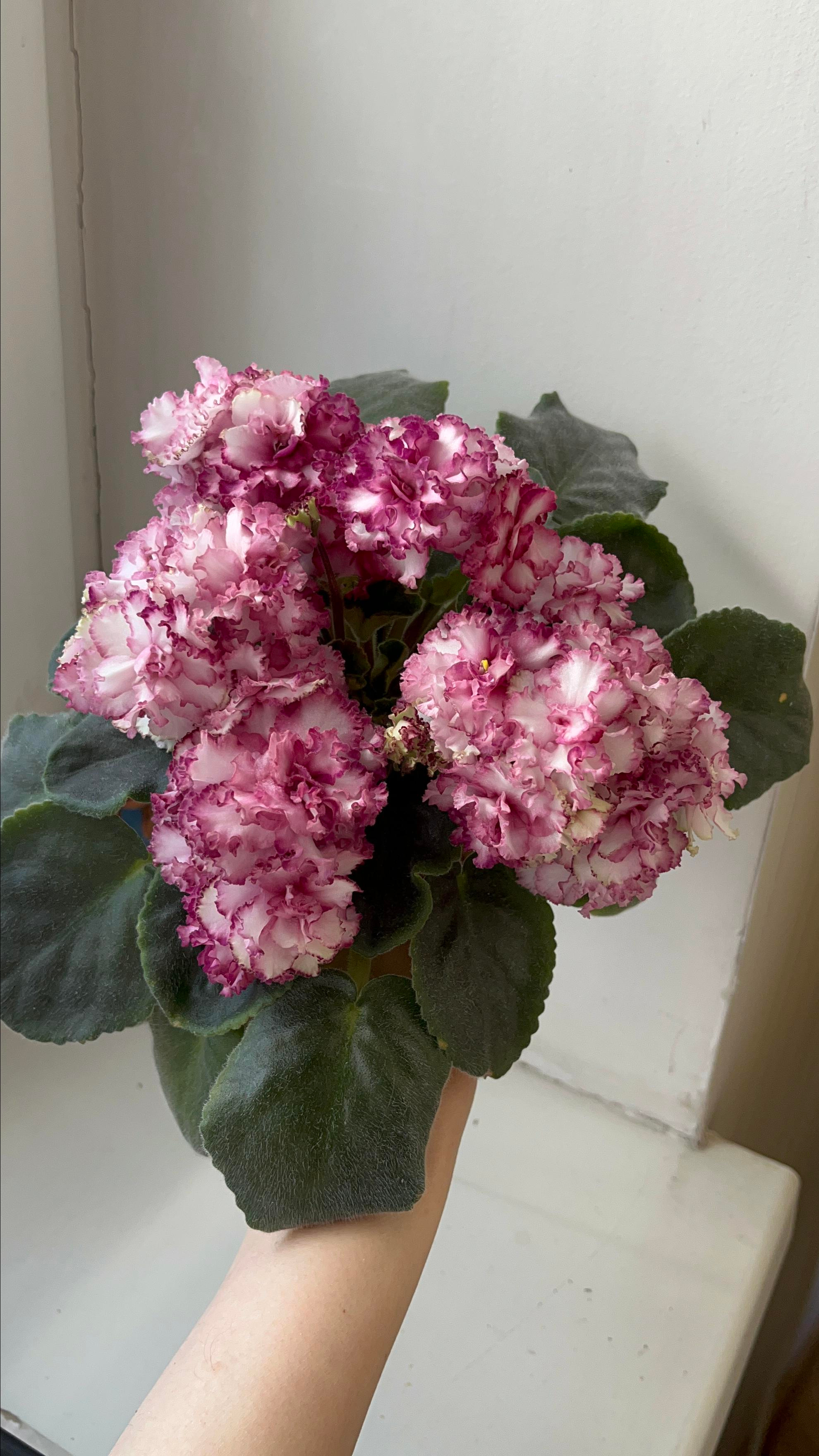 АВ Богема спорт