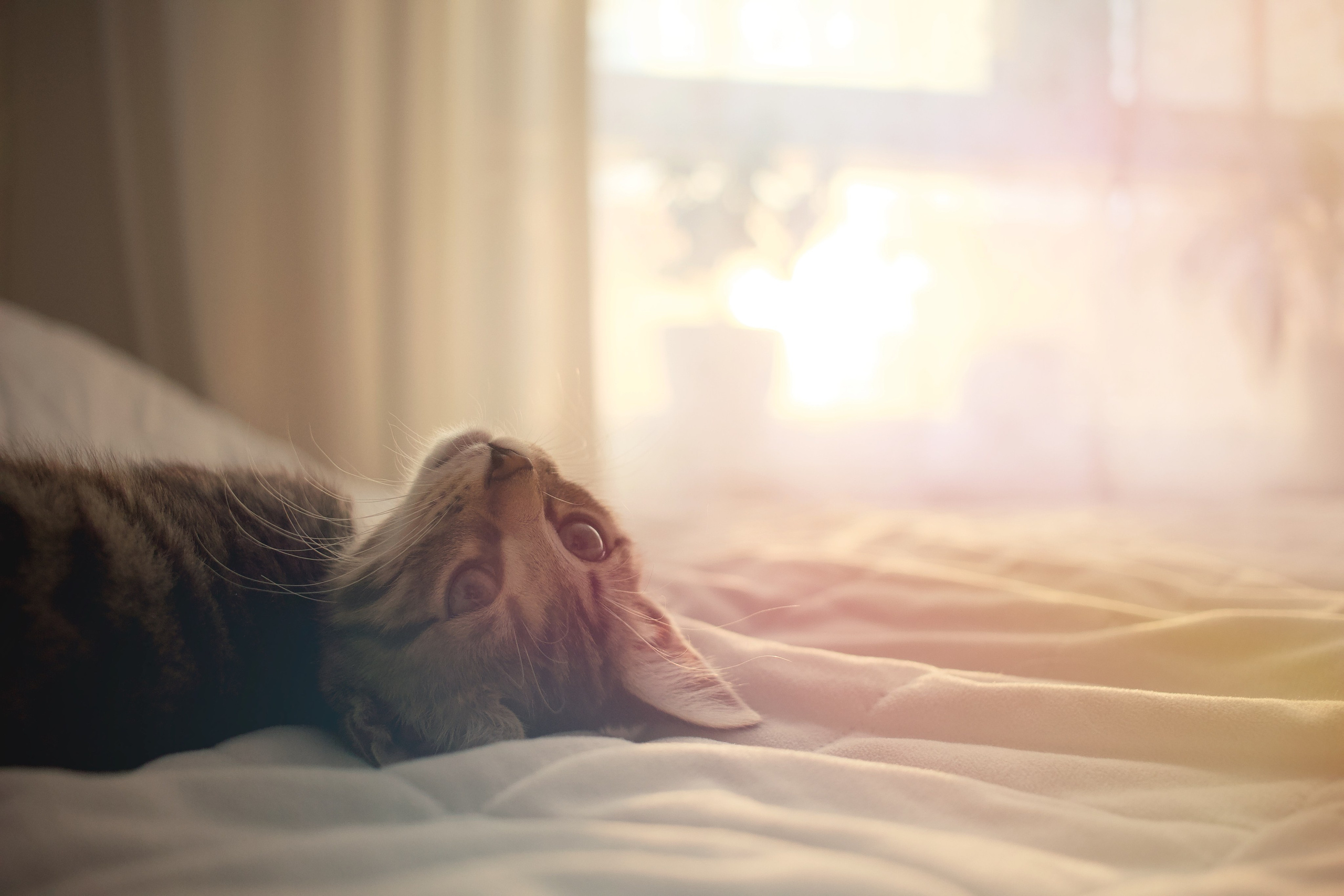 Животный мир. Polyframe