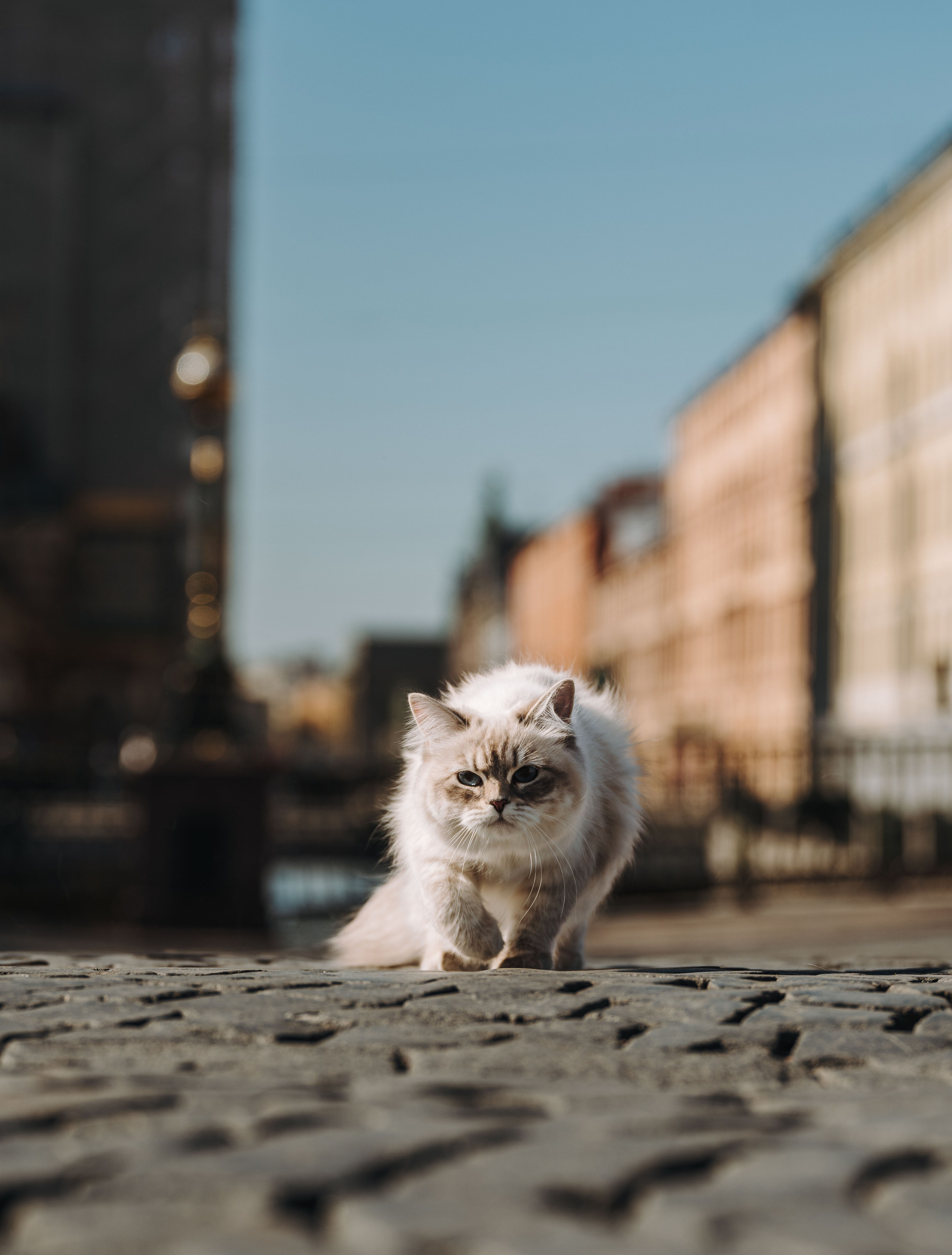 Сильвия, Полина и Никита. Фотограф анималист в Спб недорого Олеся Майорова