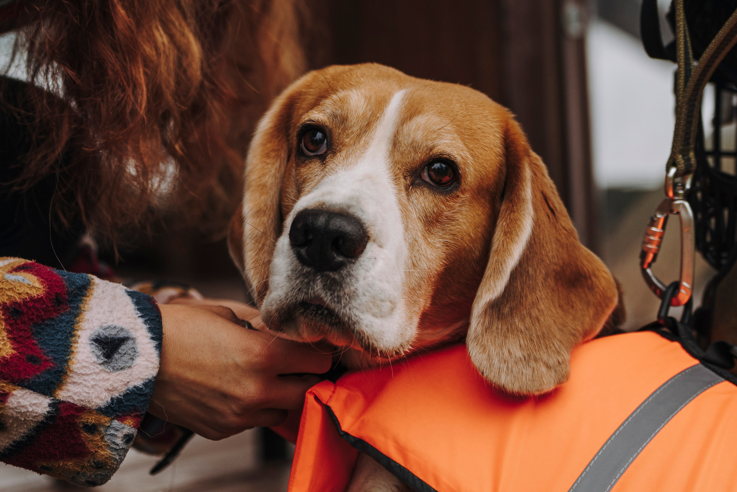 Катание на сапах с собаками. Фотограф анималист в Спб недорого Олеся Майорова