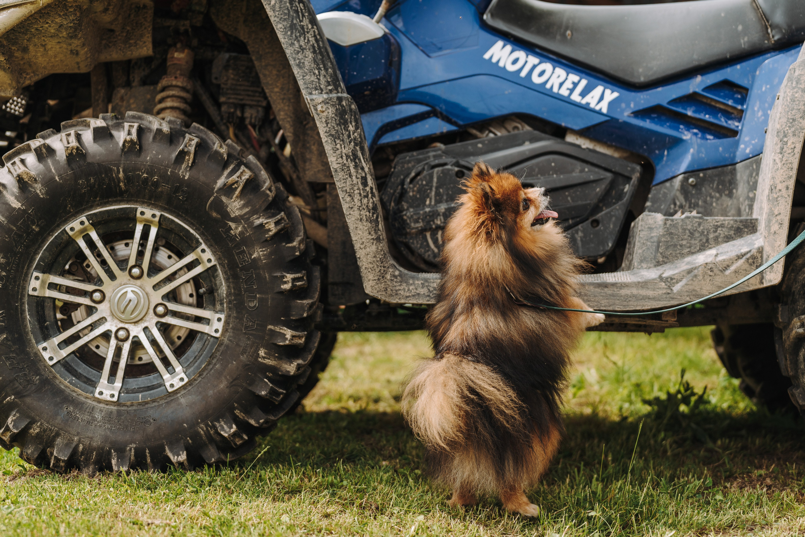 Соревнования по ноузворку. Фотограф анималист в Спб недорого Олеся Майорова