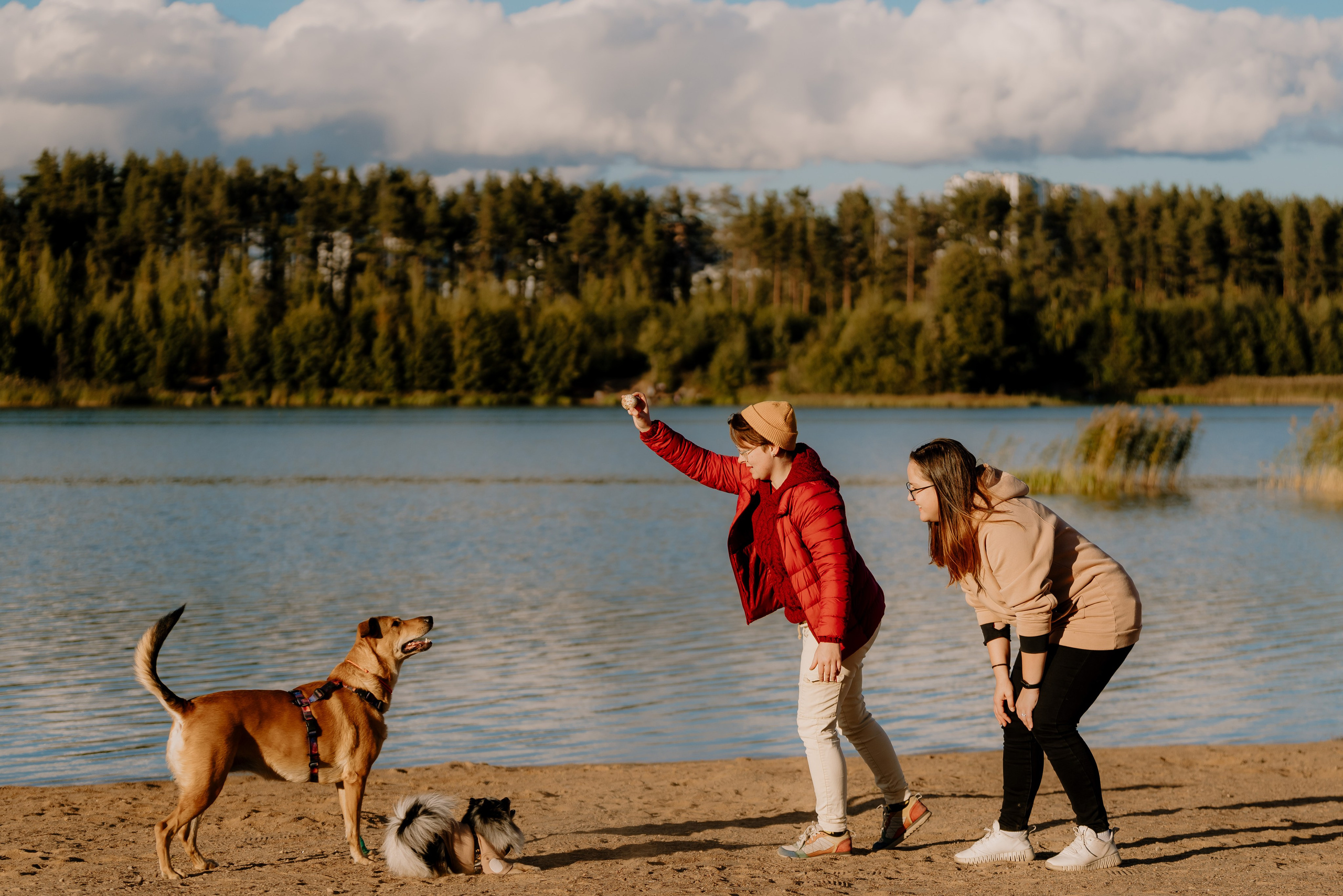 Семейная фотосессия с двумя собаками на закате. Фотограф анималист в Спб недорого Олеся Майорова