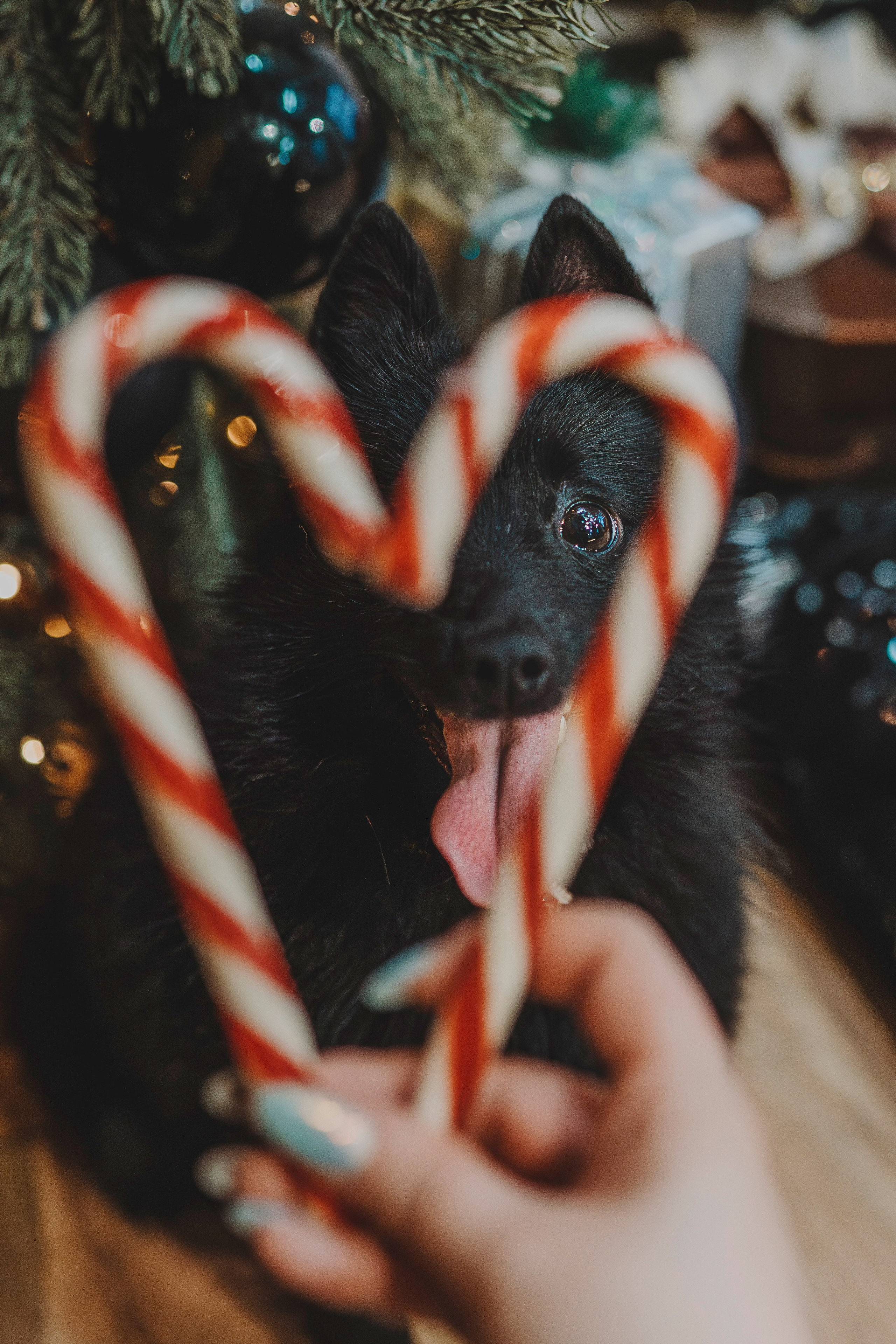 Аня, Андуин и Тесс. Фотограф анималист в Спб недорого Олеся Майорова
